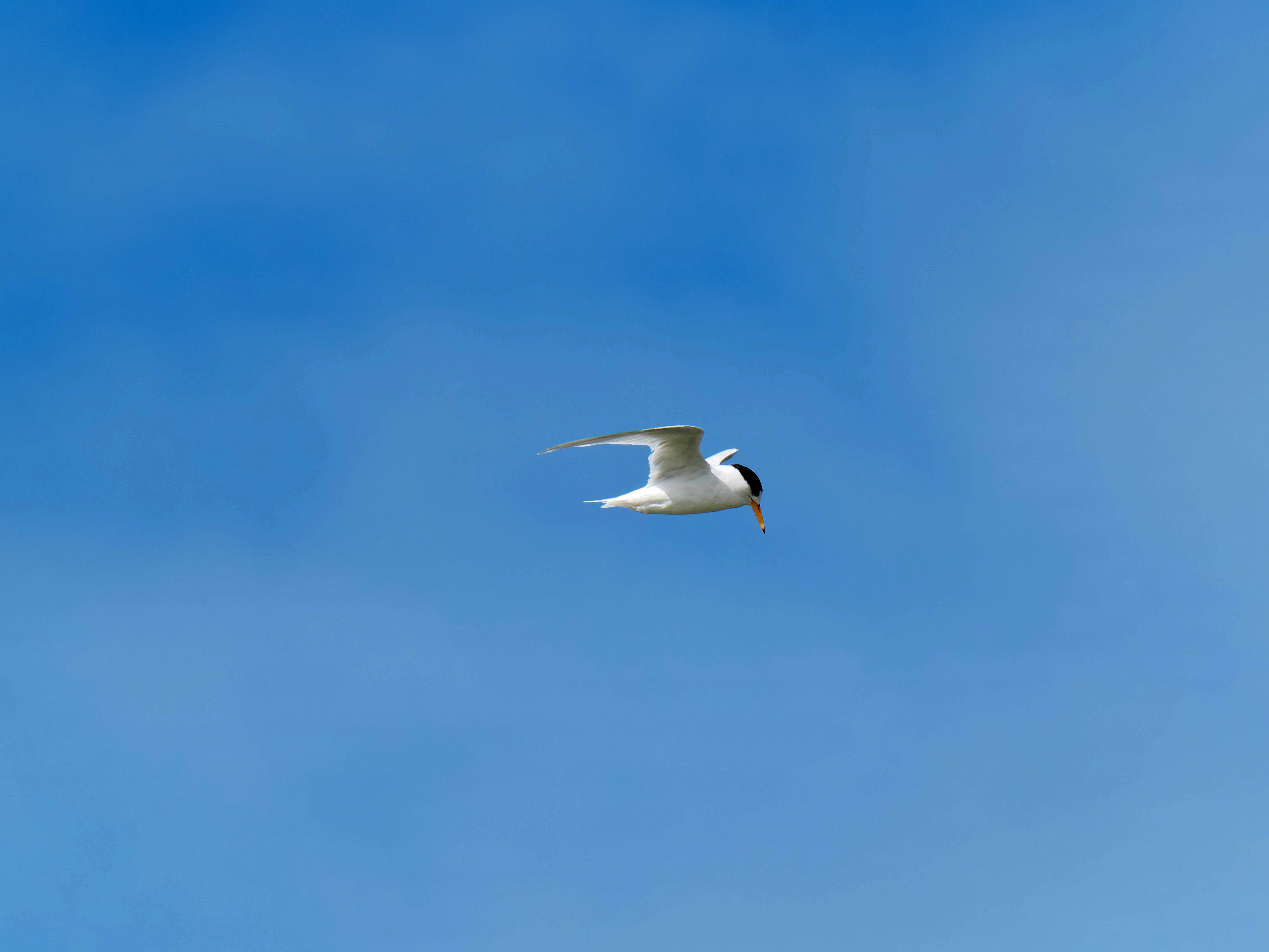 https://lemis.nyc3.digitaloceanspaces.com/grog/Photos/20250917/big/Birding-159.jpeg