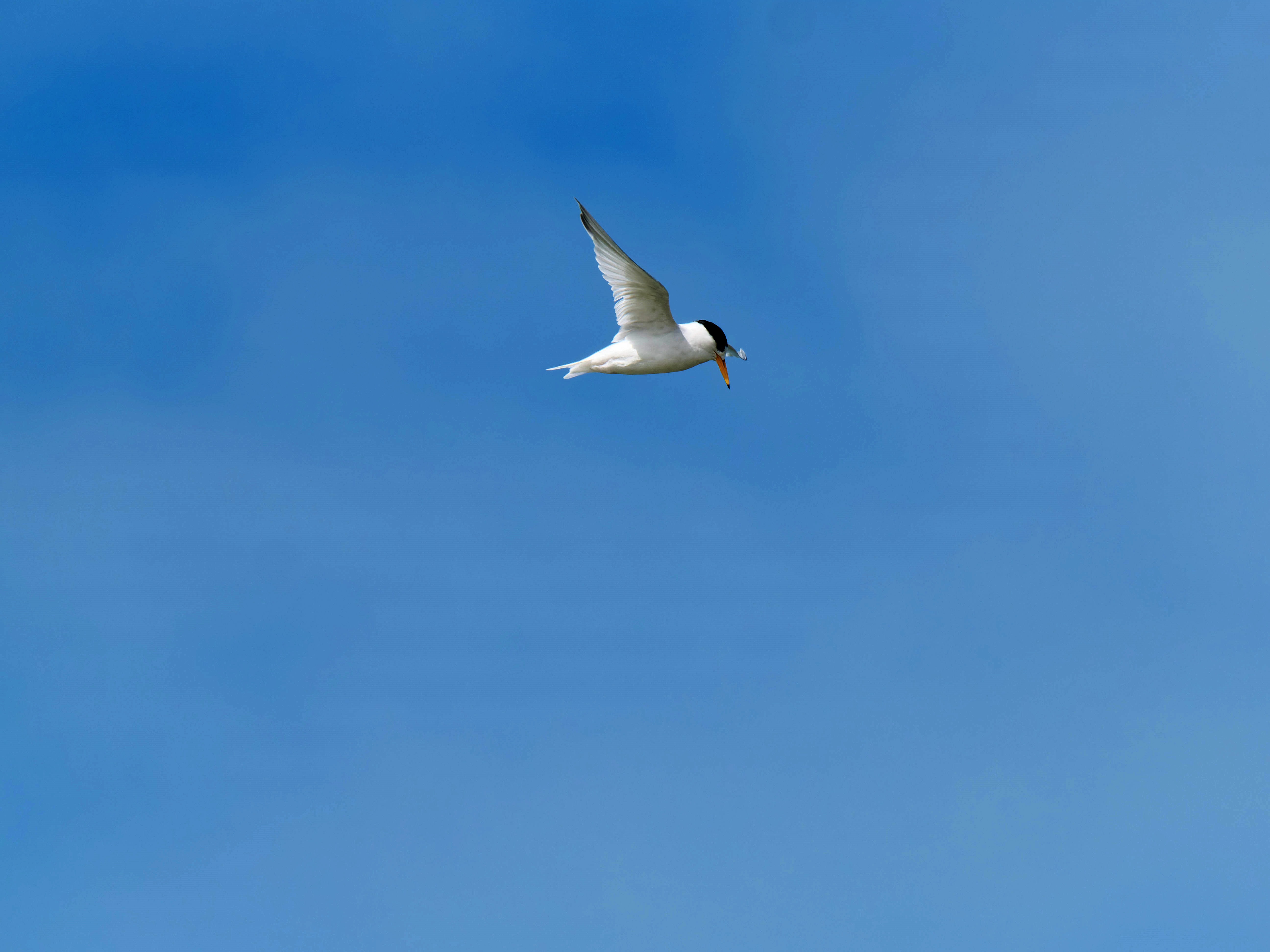 https://lemis.nyc3.digitaloceanspaces.com/grog/Photos/20250917/big/Birding-160.jpeg