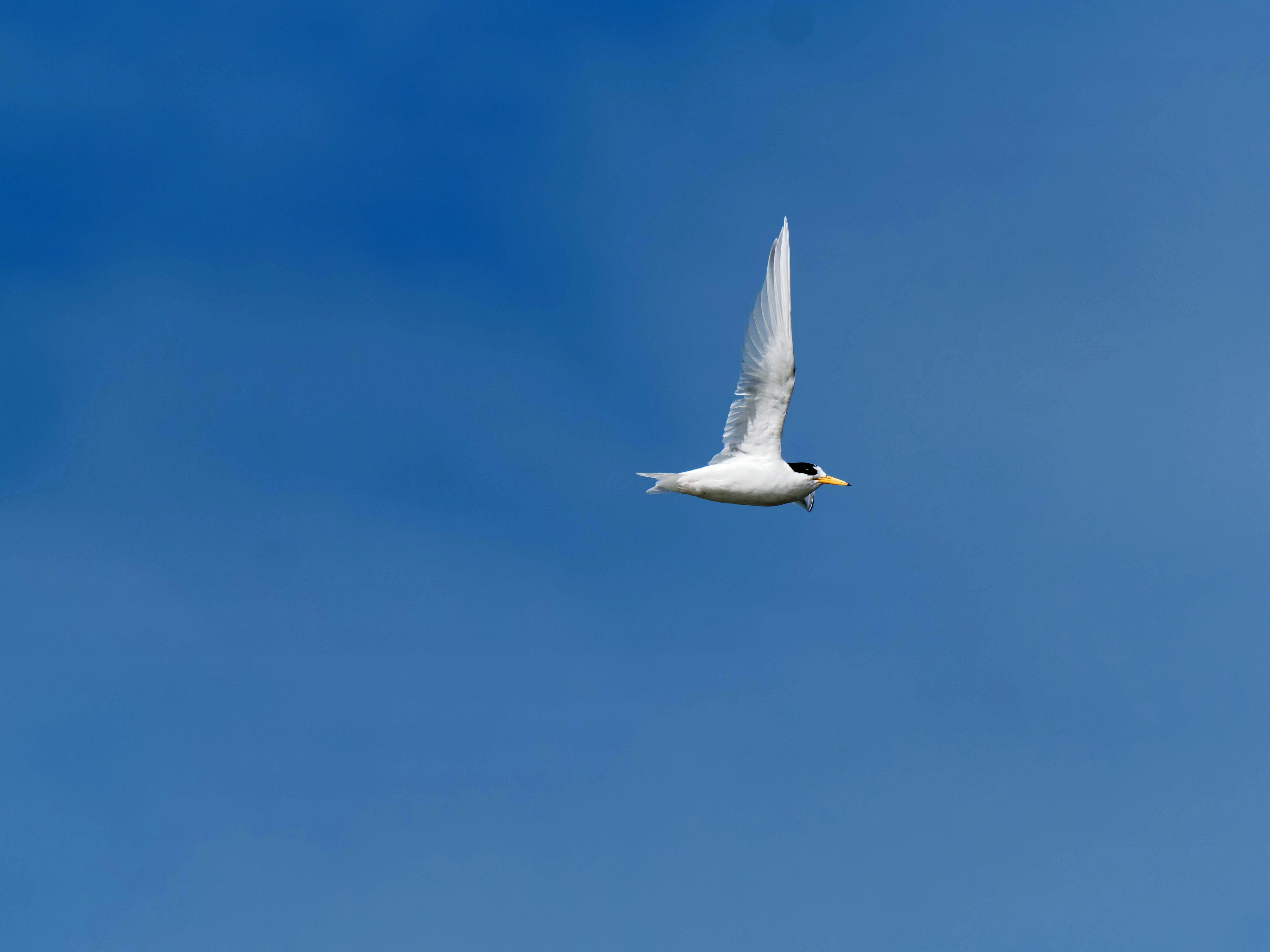 https://lemis.nyc3.digitaloceanspaces.com/grog/Photos/20250917/big/Birding-163.jpeg