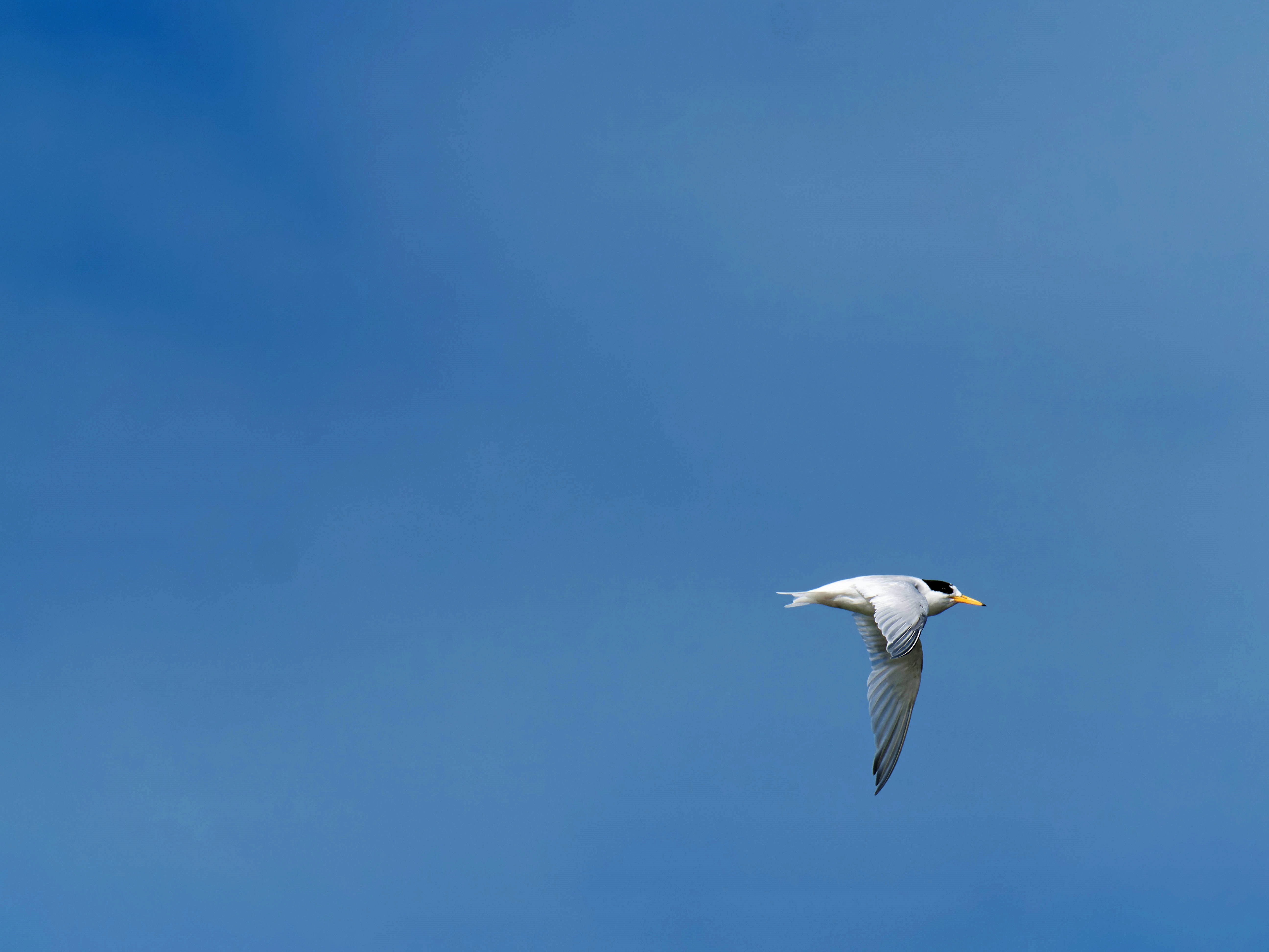 https://lemis.nyc3.digitaloceanspaces.com/grog/Photos/20250917/big/Birding-164.jpeg