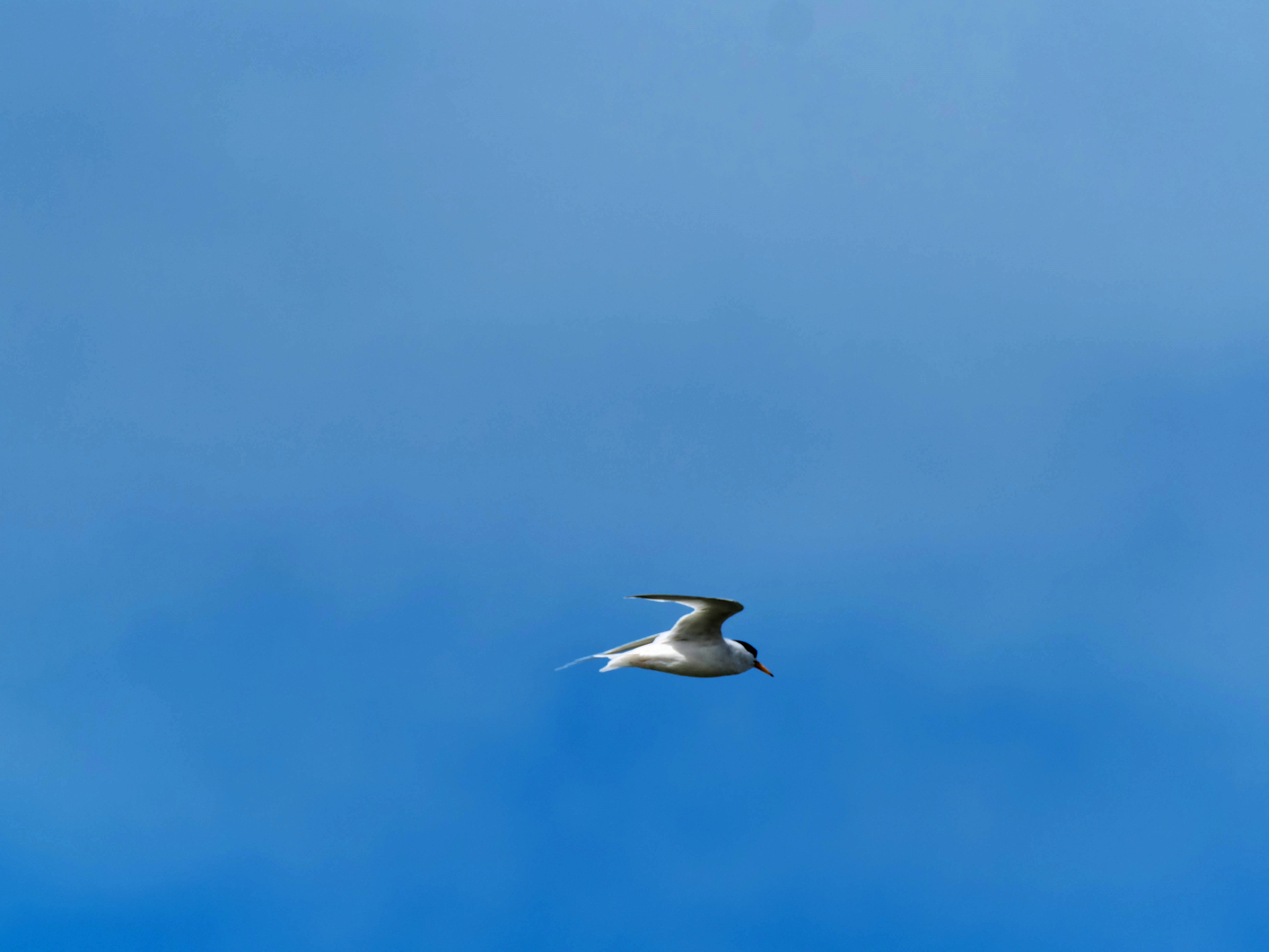 https://lemis.nyc3.digitaloceanspaces.com/grog/Photos/20250917/big/Birding-165.jpeg