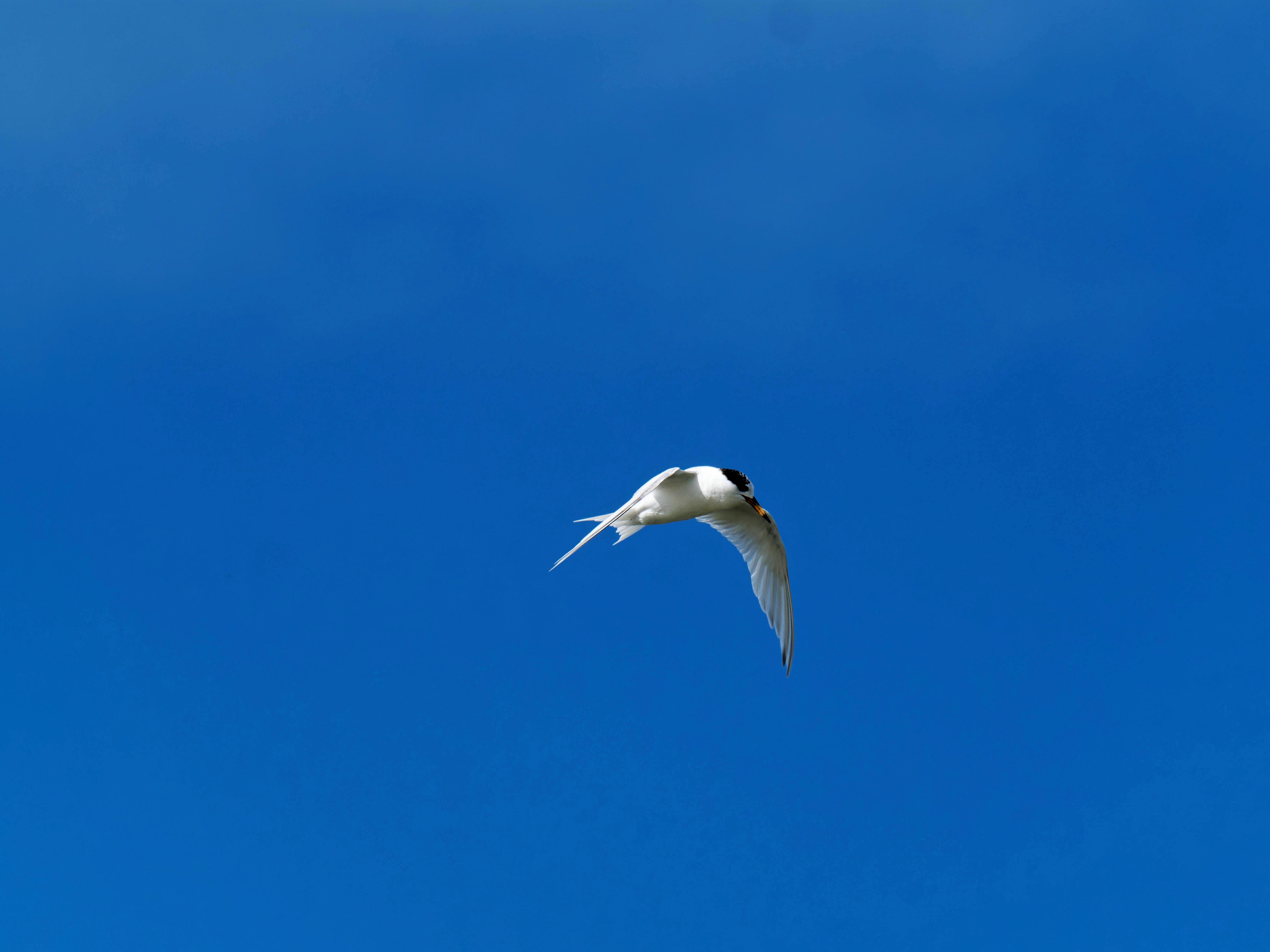 https://lemis.nyc3.digitaloceanspaces.com/grog/Photos/20250917/big/Birding-166.jpeg