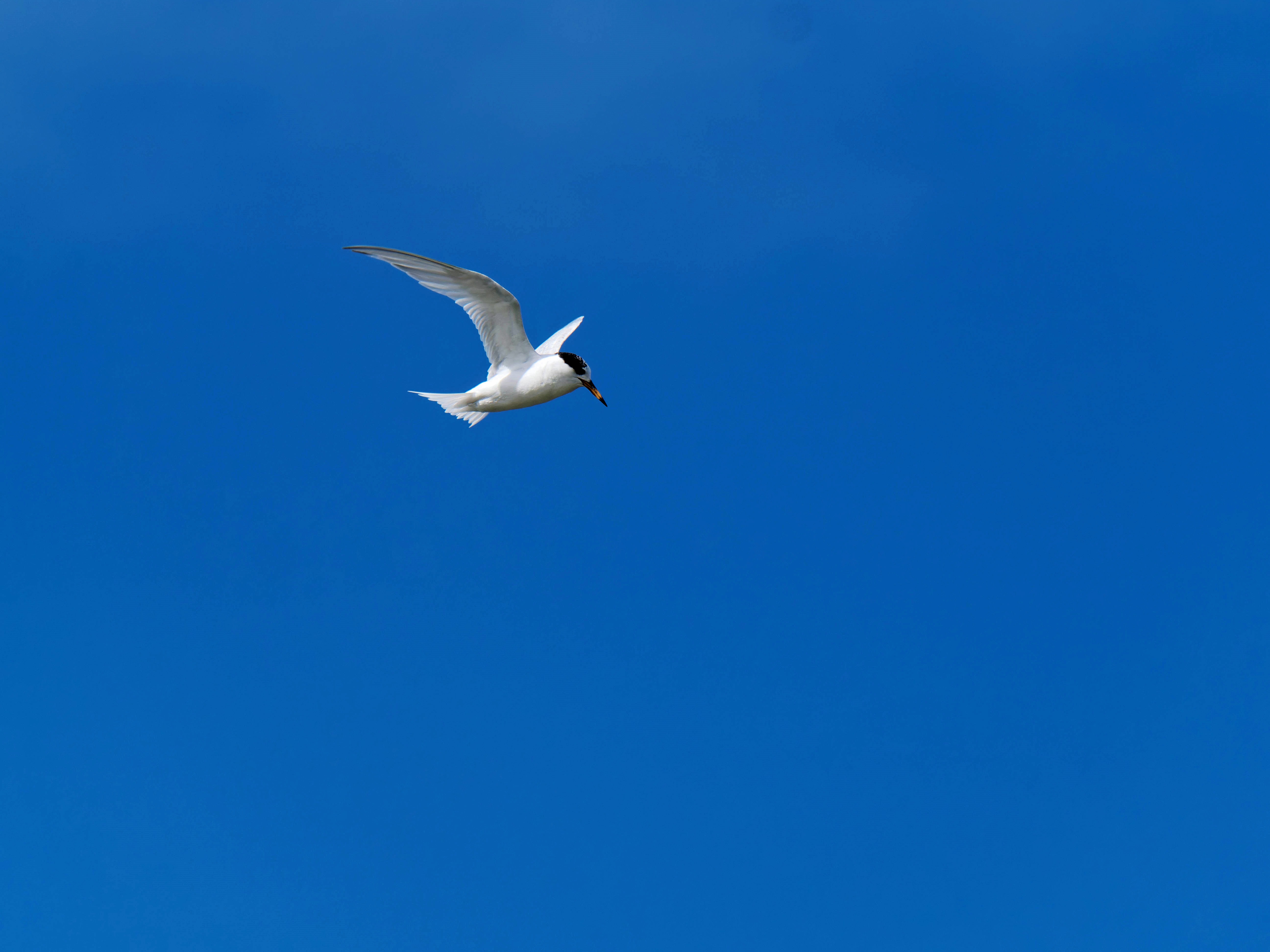 https://lemis.nyc3.digitaloceanspaces.com/grog/Photos/20250917/big/Birding-167.jpeg