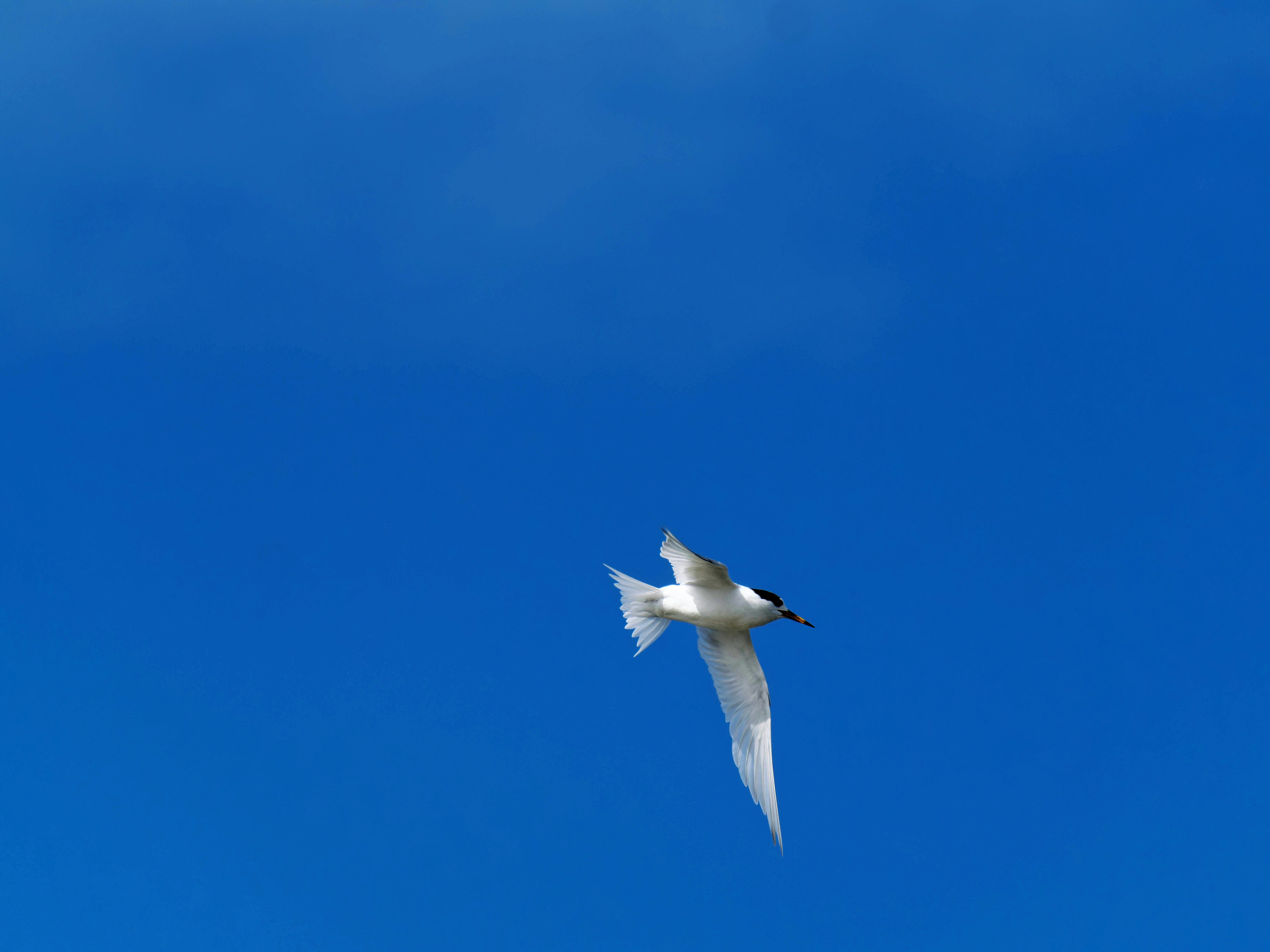https://lemis.nyc3.digitaloceanspaces.com/grog/Photos/20250917/big/Birding-168.jpeg