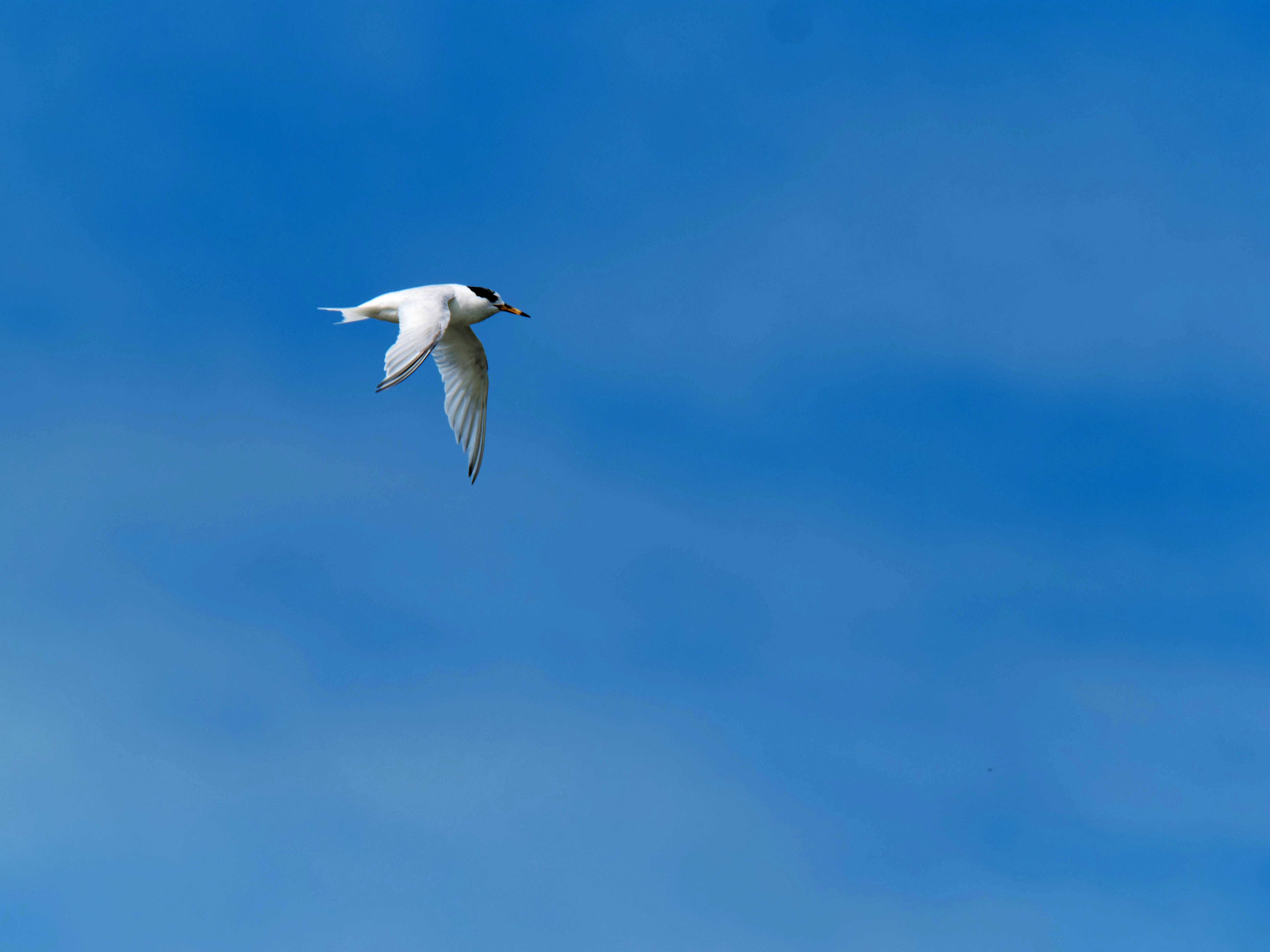 https://lemis.nyc3.digitaloceanspaces.com/grog/Photos/20250917/big/Birding-169.jpeg