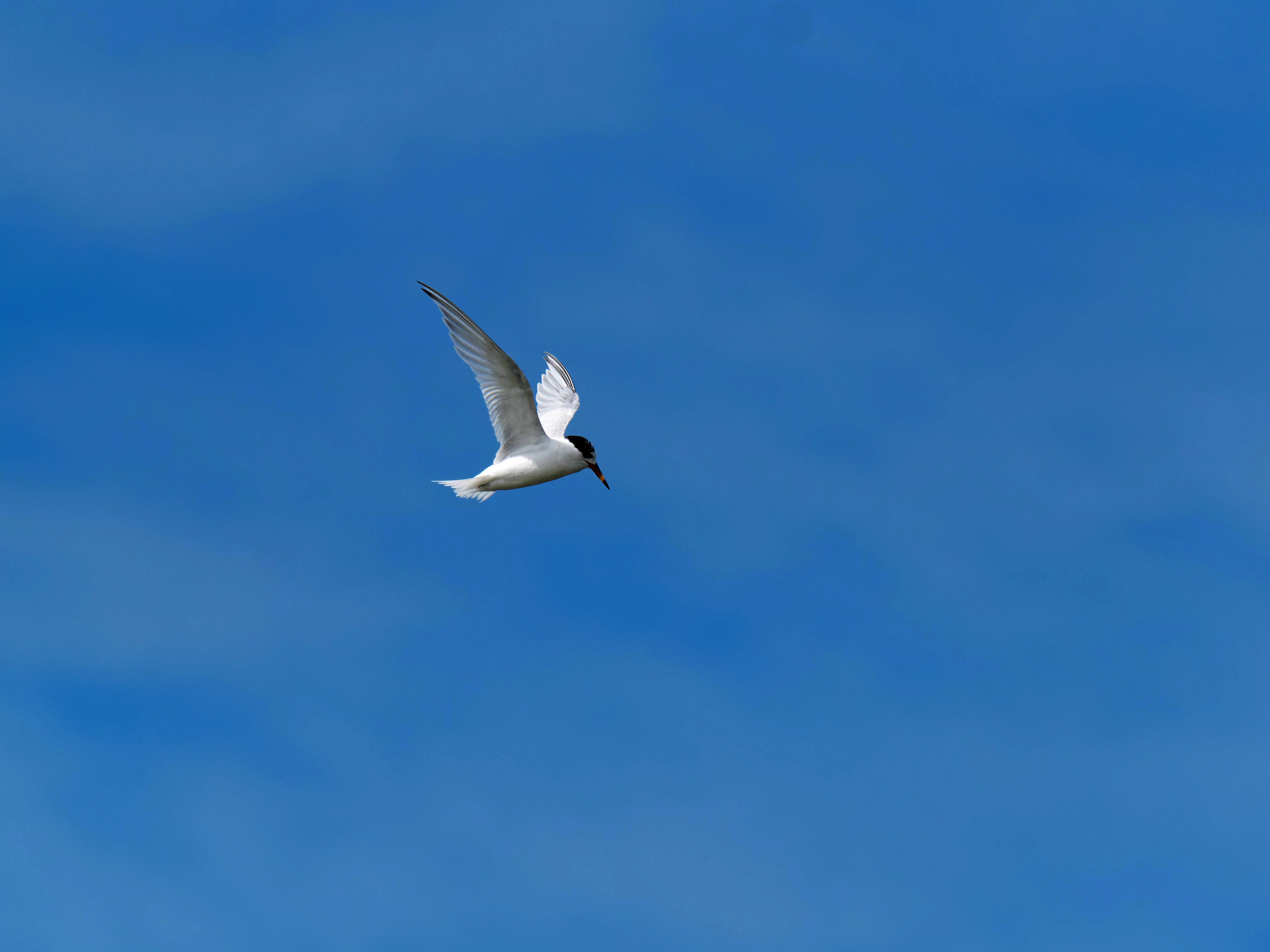 https://lemis.nyc3.digitaloceanspaces.com/grog/Photos/20250917/big/Birding-171.jpeg