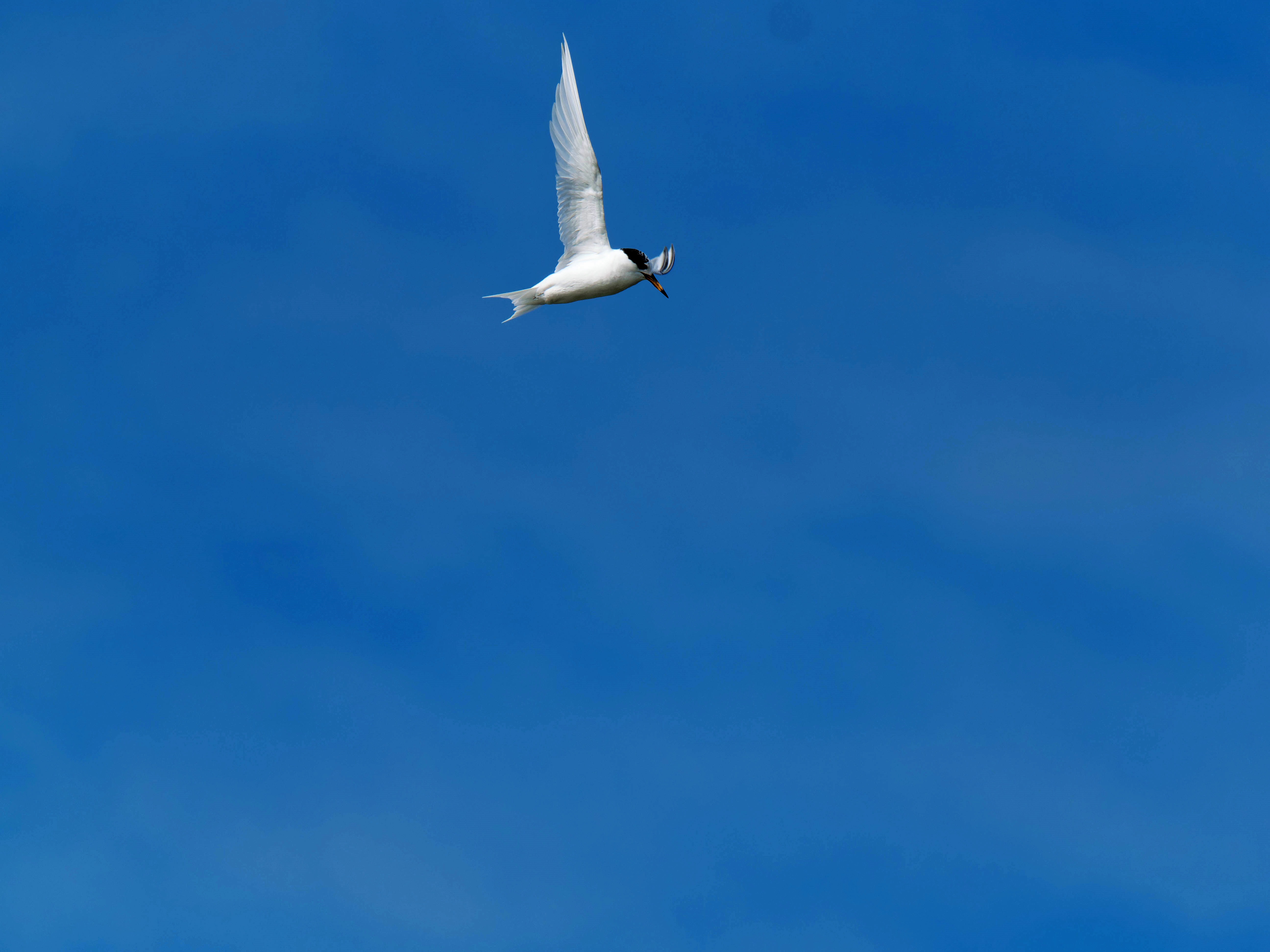 https://lemis.nyc3.digitaloceanspaces.com/grog/Photos/20250917/big/Birding-172.jpeg