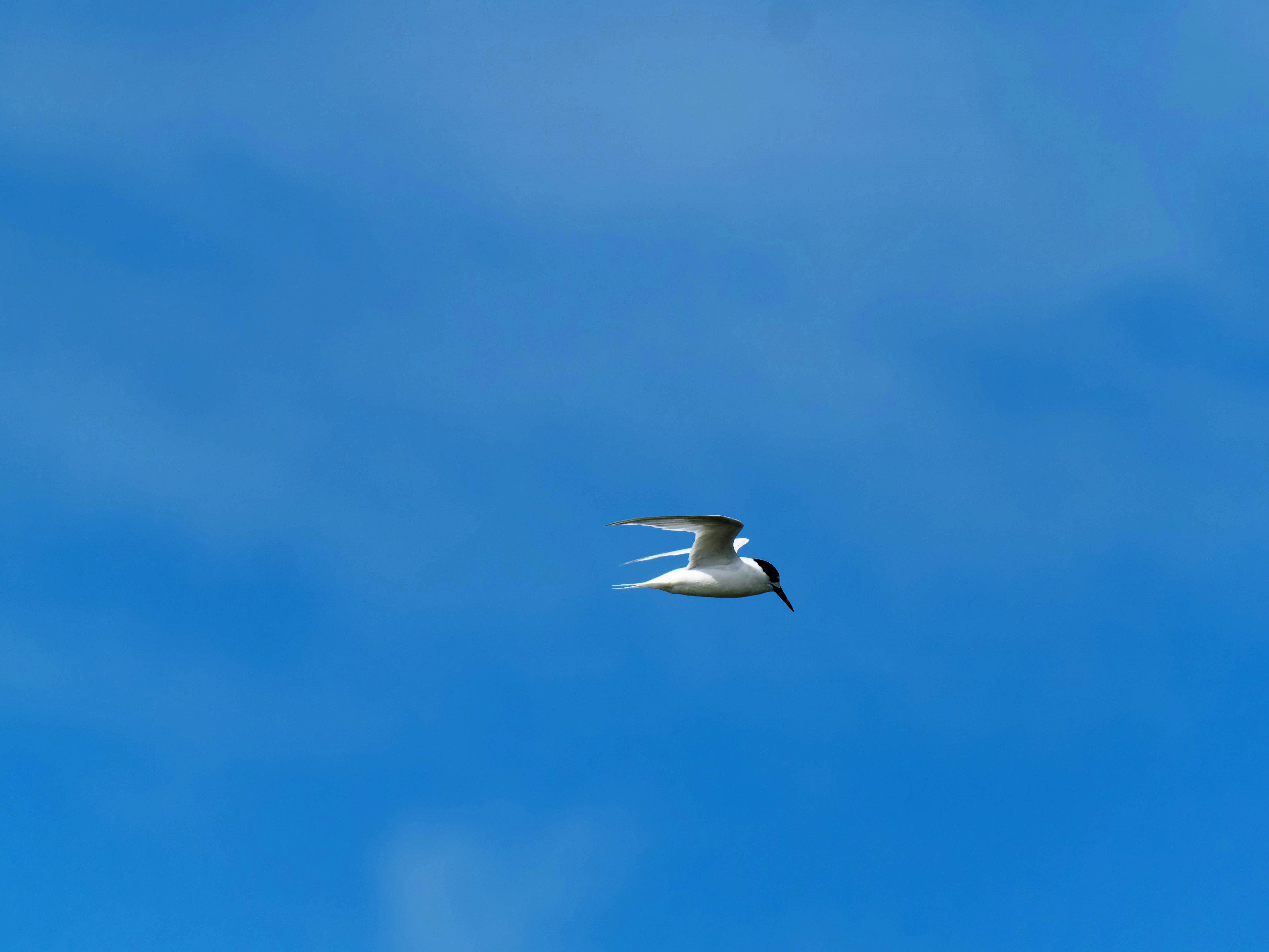https://lemis.nyc3.digitaloceanspaces.com/grog/Photos/20250917/big/Birding-173.jpeg