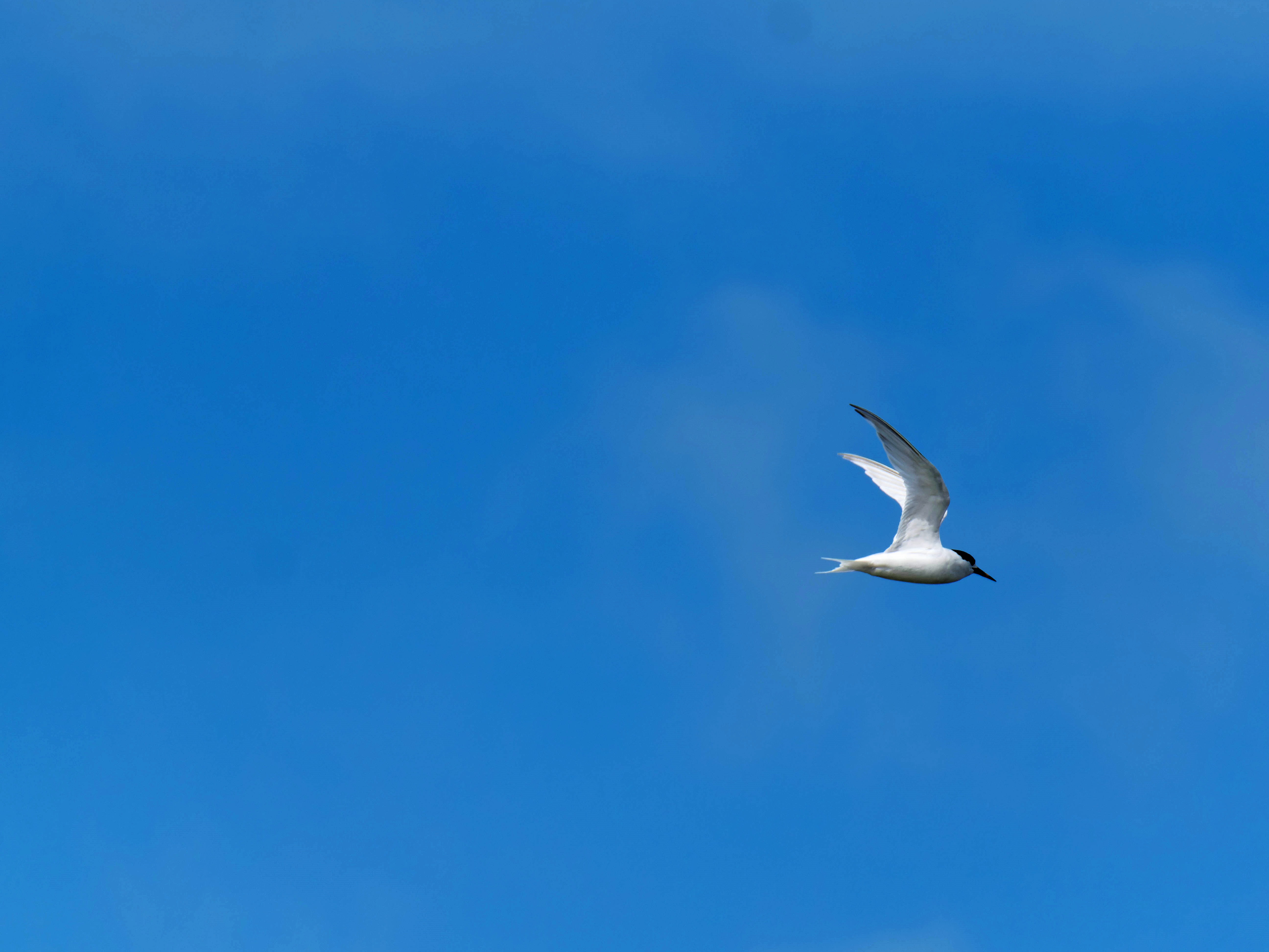 https://lemis.nyc3.digitaloceanspaces.com/grog/Photos/20250917/big/Birding-174.jpeg
