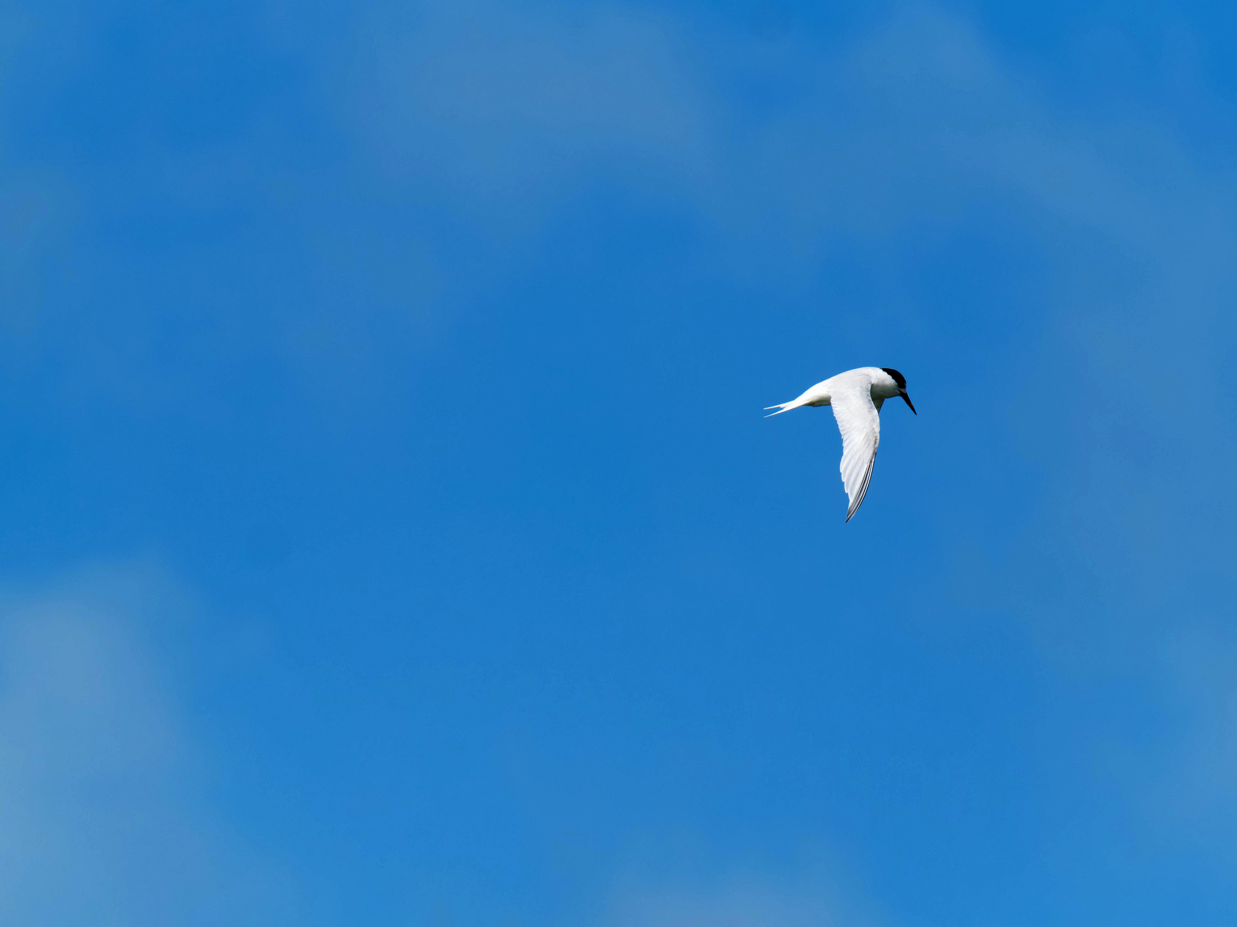 https://lemis.nyc3.digitaloceanspaces.com/grog/Photos/20250917/big/Birding-175.jpeg