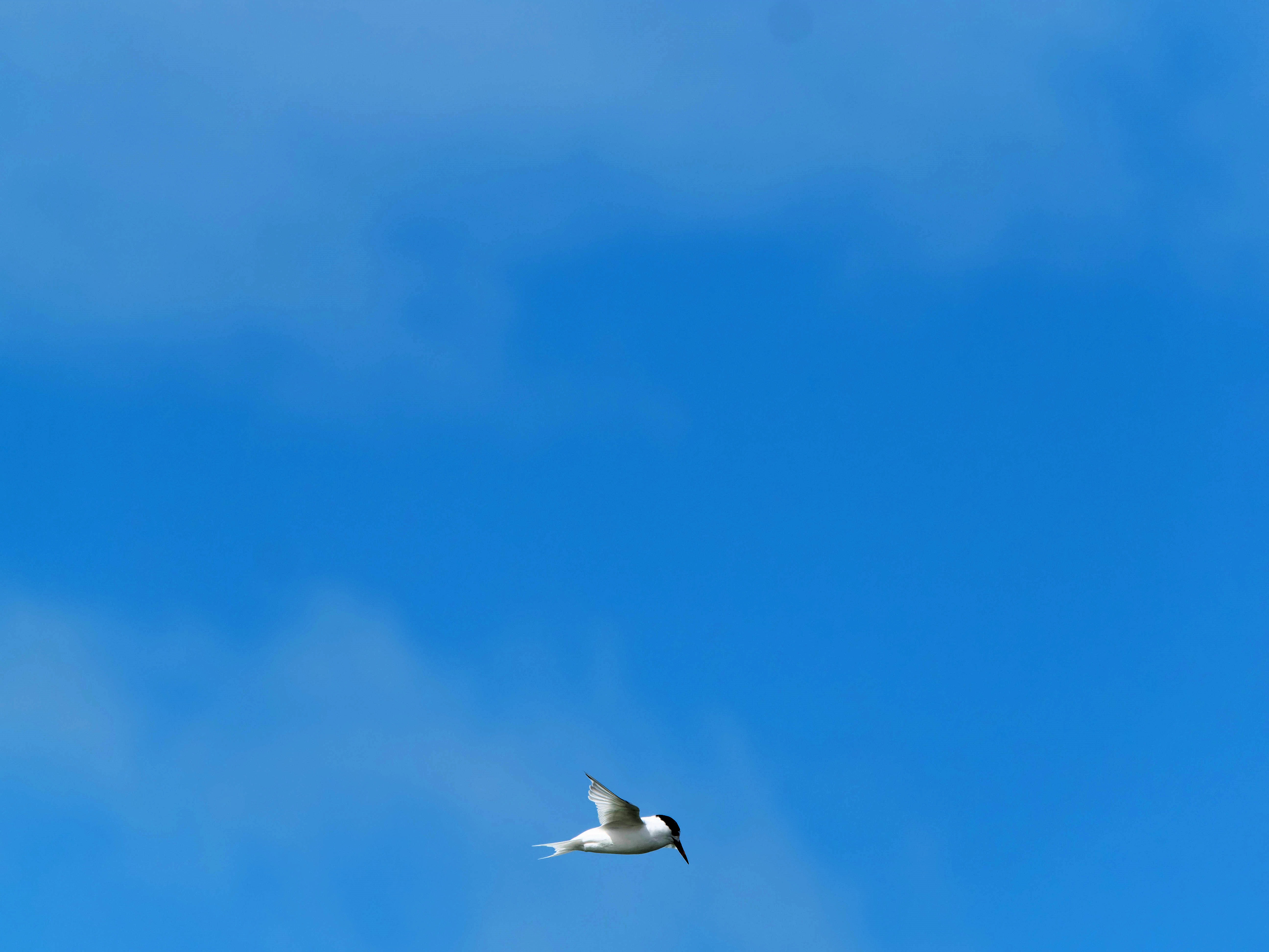 https://lemis.nyc3.digitaloceanspaces.com/grog/Photos/20250917/big/Birding-176.jpeg