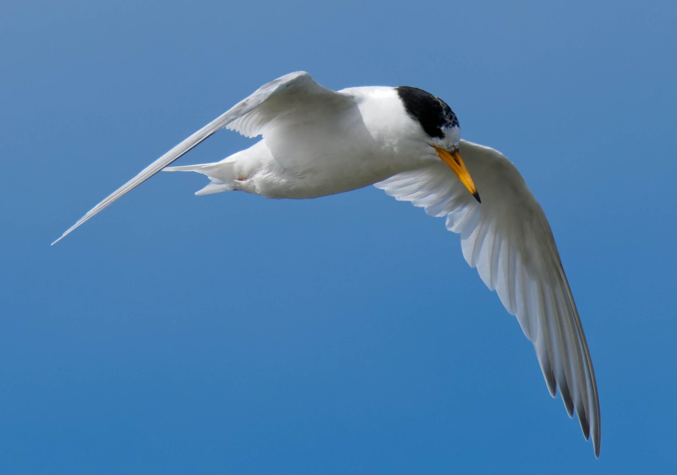 https://lemis.nyc3.digitaloceanspaces.com/grog/Photos/20250917/big/Birding-179-detail.jpeg