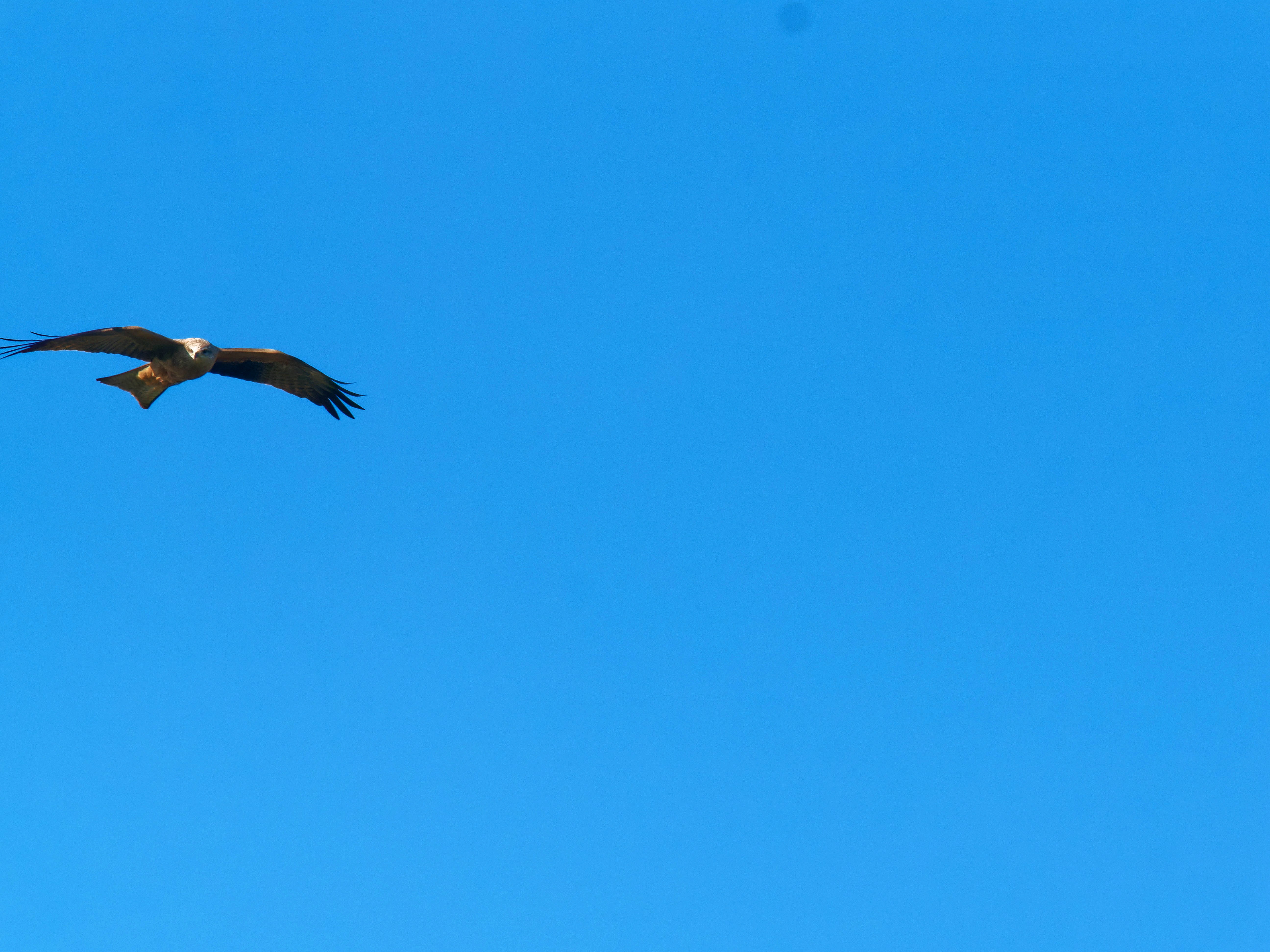 https://lemis.nyc3.digitaloceanspaces.com/grog/Photos/20250917/big/Birding-18.jpeg