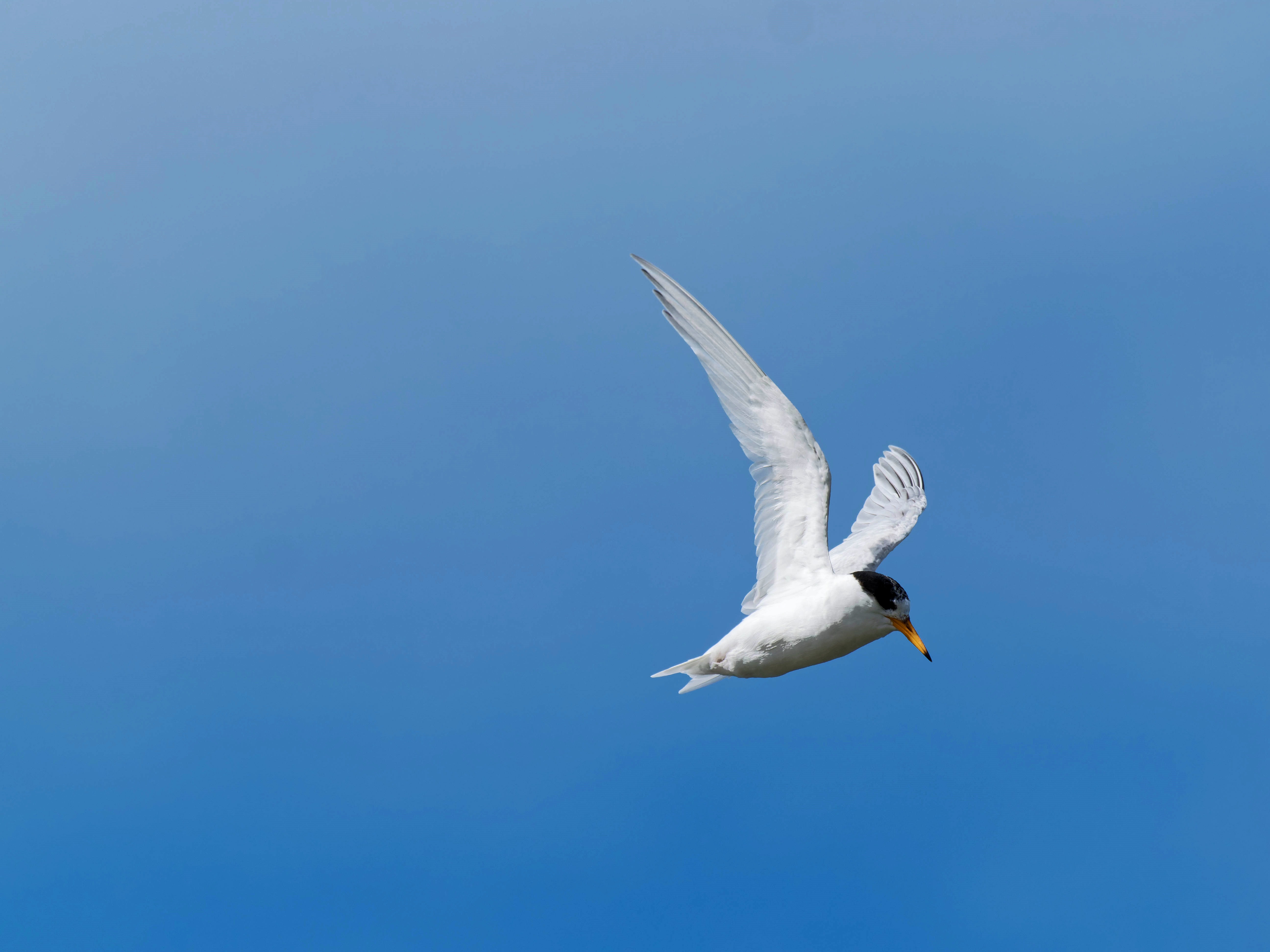 https://lemis.nyc3.digitaloceanspaces.com/grog/Photos/20250917/big/Birding-180.jpeg