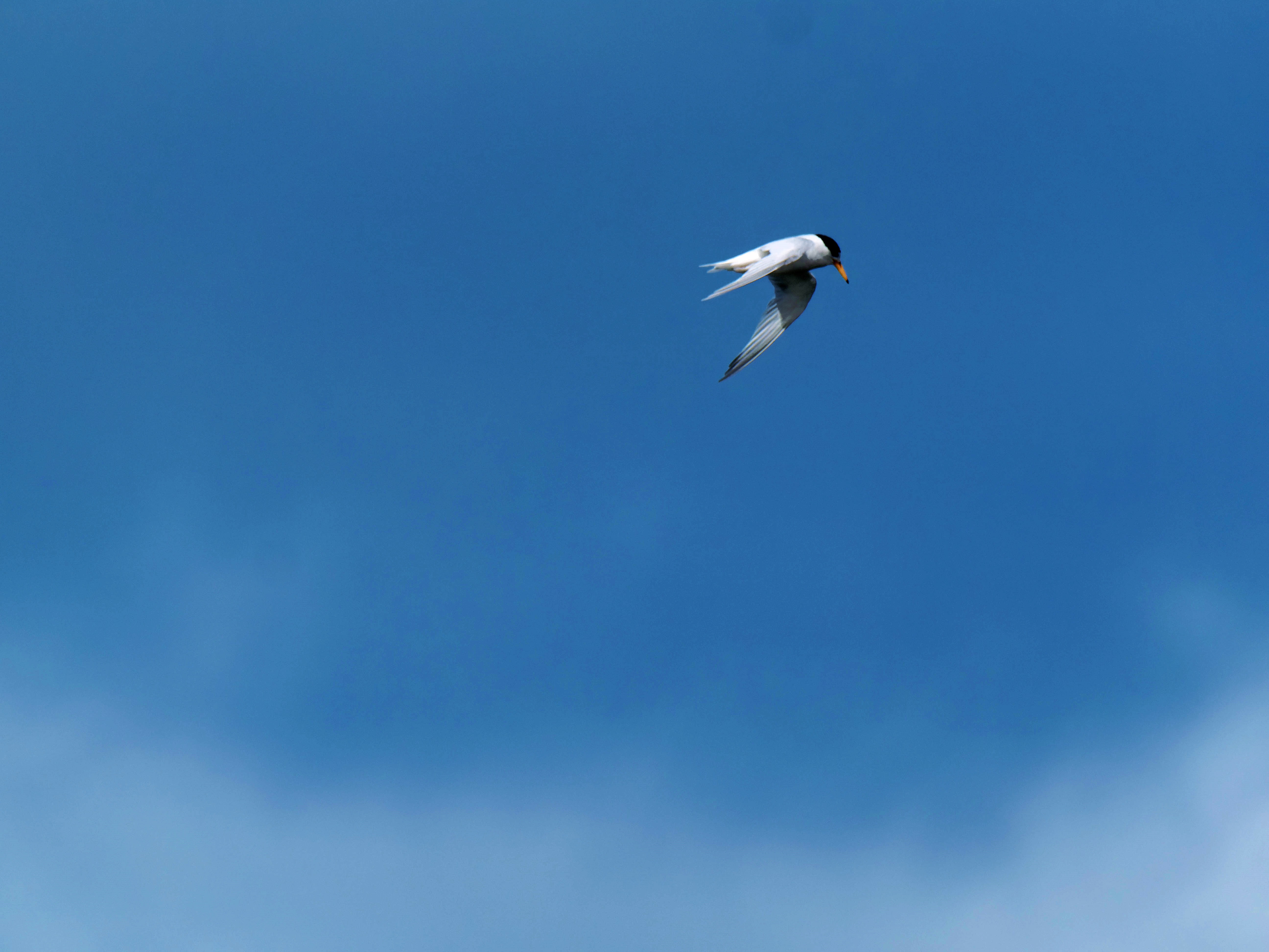 https://lemis.nyc3.digitaloceanspaces.com/grog/Photos/20250917/big/Birding-181.jpeg