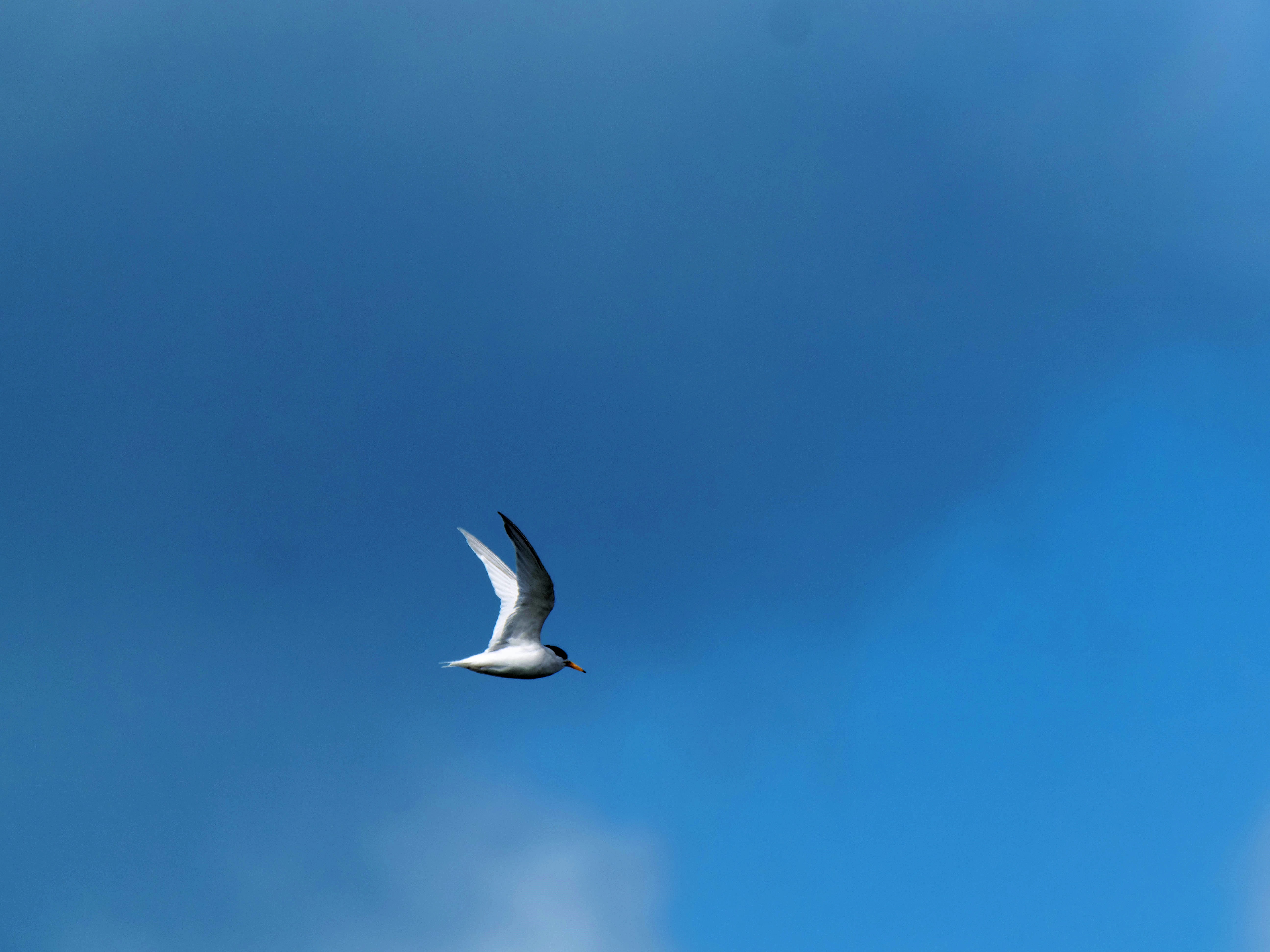 https://lemis.nyc3.digitaloceanspaces.com/grog/Photos/20250917/big/Birding-182.jpeg
