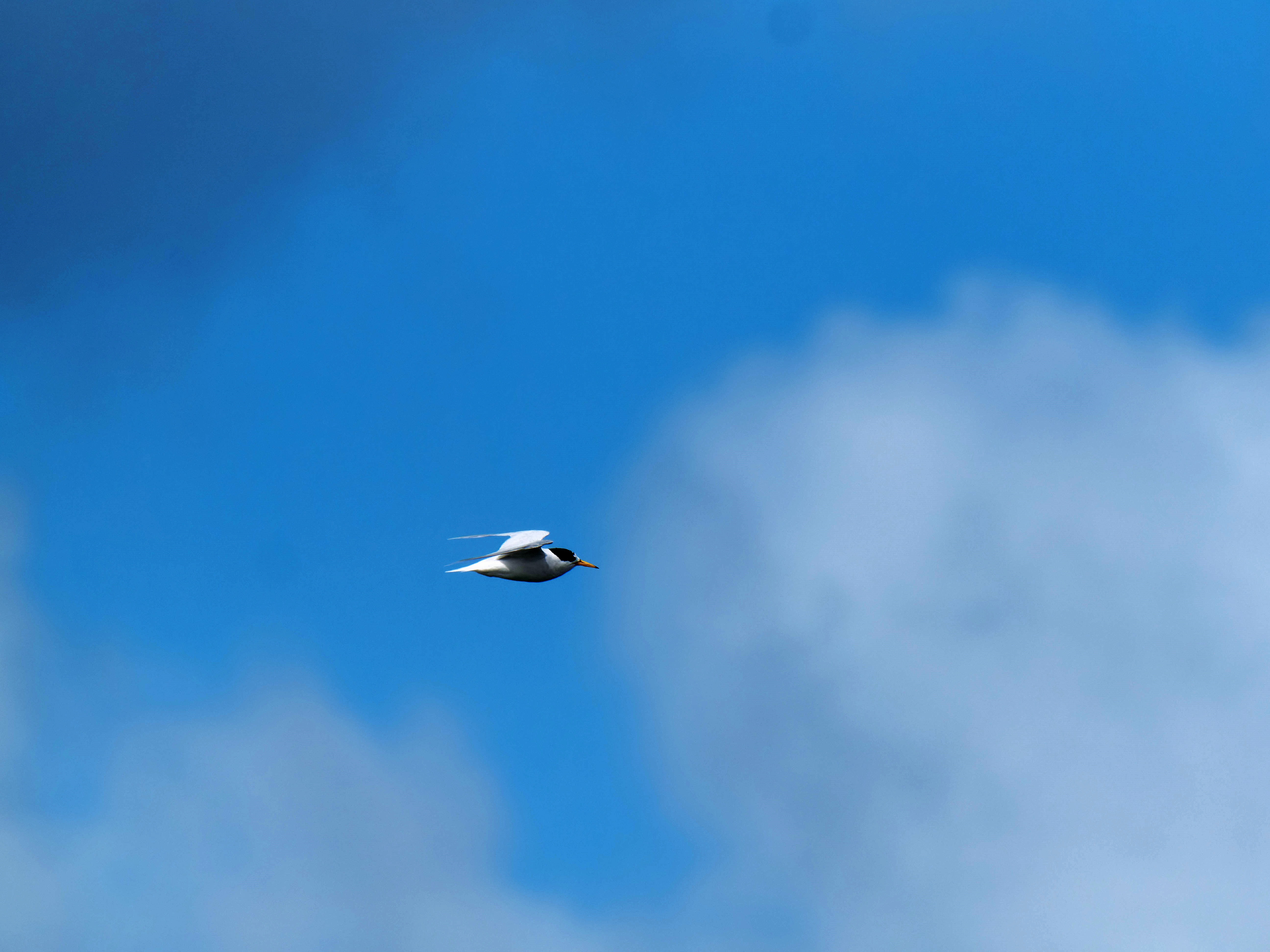 https://lemis.nyc3.digitaloceanspaces.com/grog/Photos/20250917/big/Birding-183.jpeg