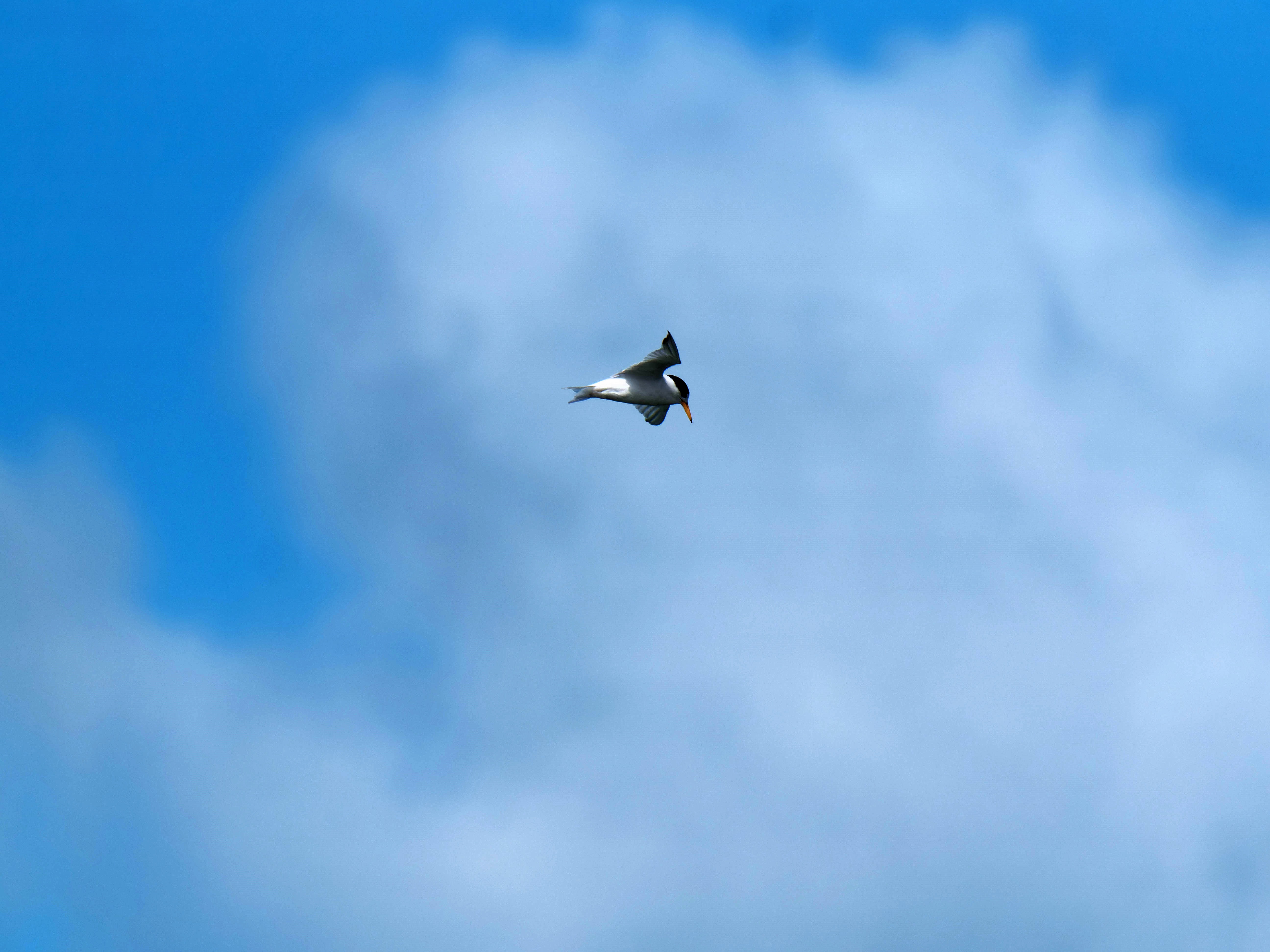 https://lemis.nyc3.digitaloceanspaces.com/grog/Photos/20250917/big/Birding-184.jpeg