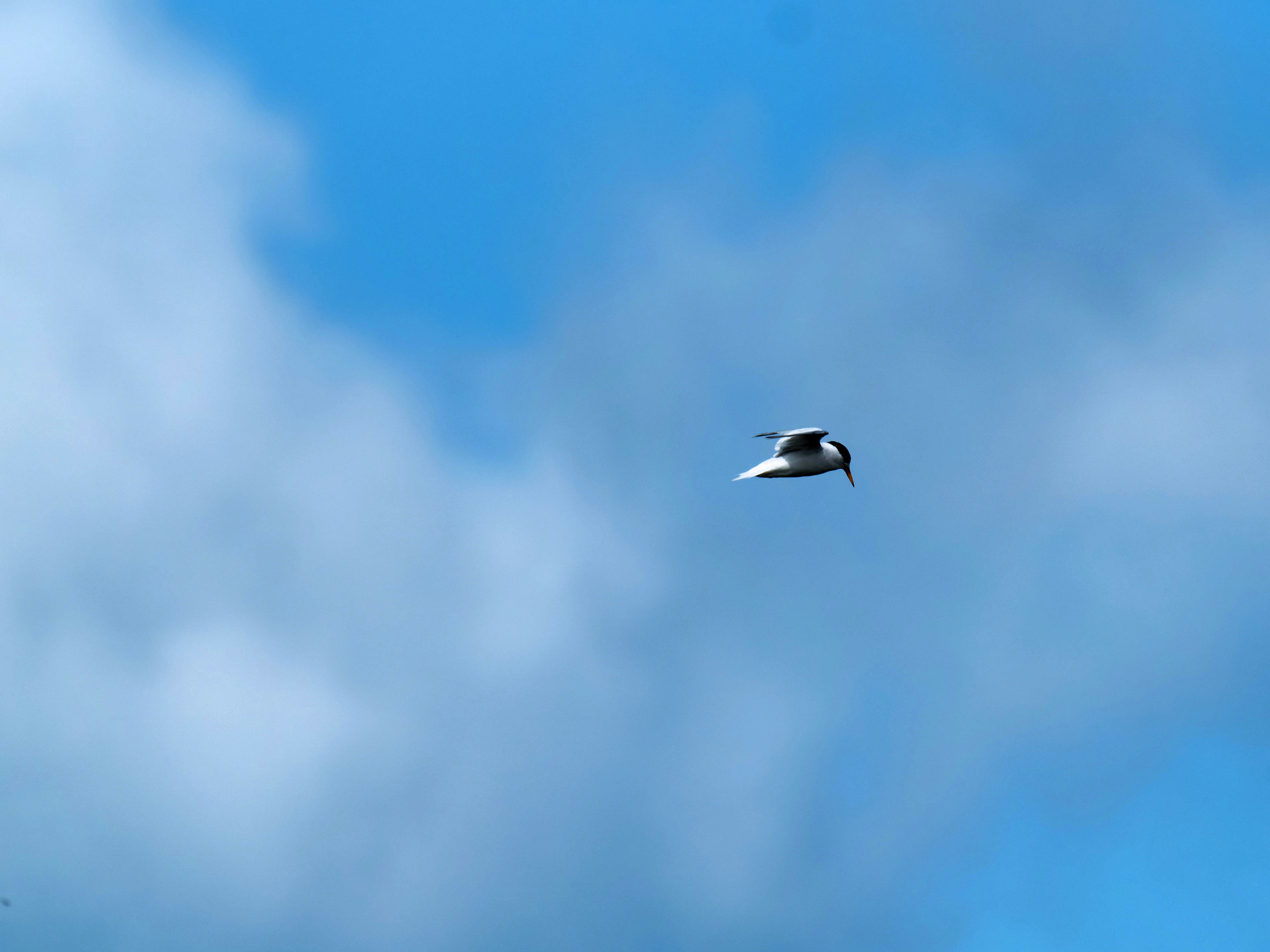 https://lemis.nyc3.digitaloceanspaces.com/grog/Photos/20250917/big/Birding-185.jpeg