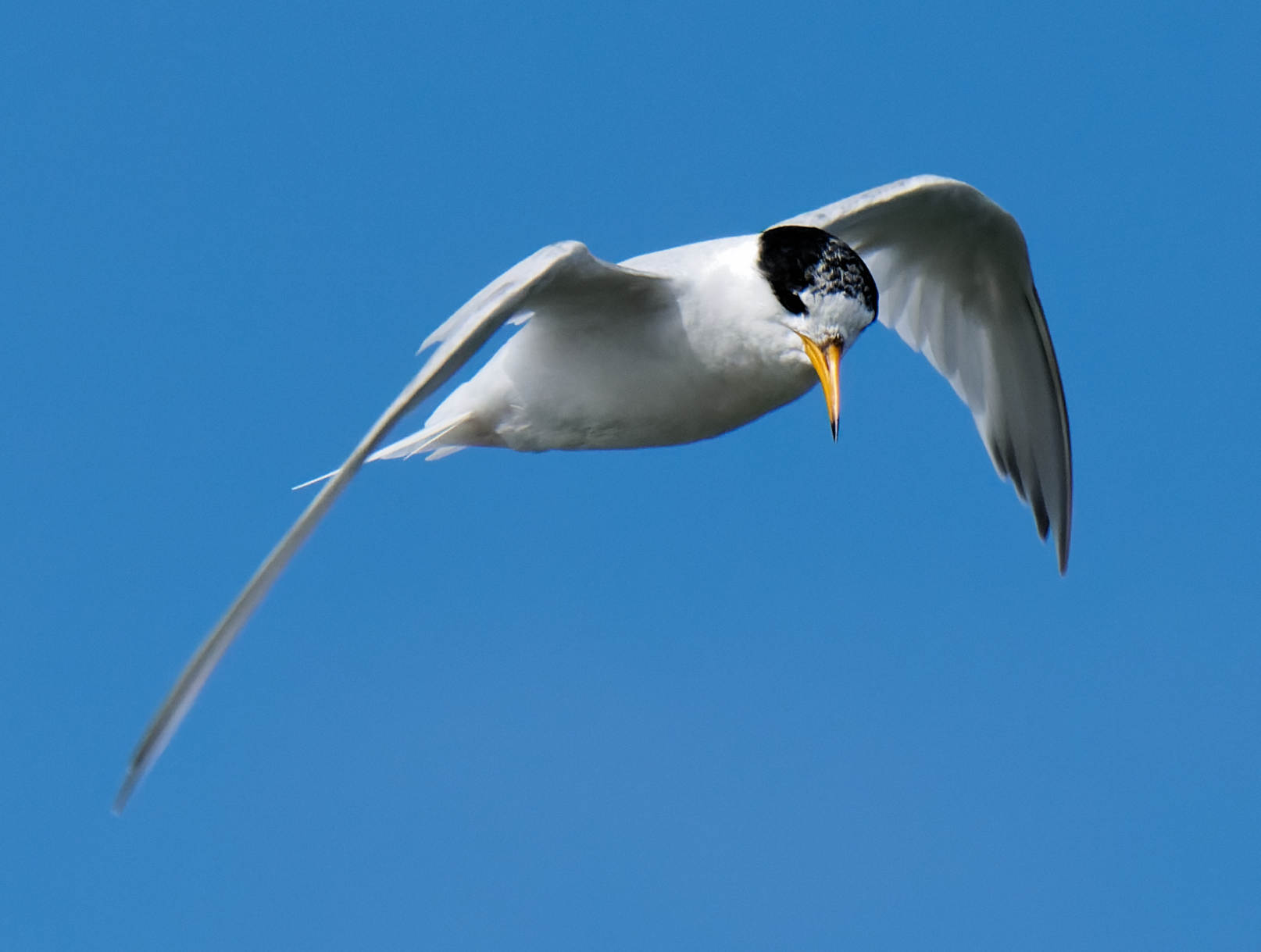 https://lemis.nyc3.digitaloceanspaces.com/grog/Photos/20250917/big/Birding-186-detail.jpeg