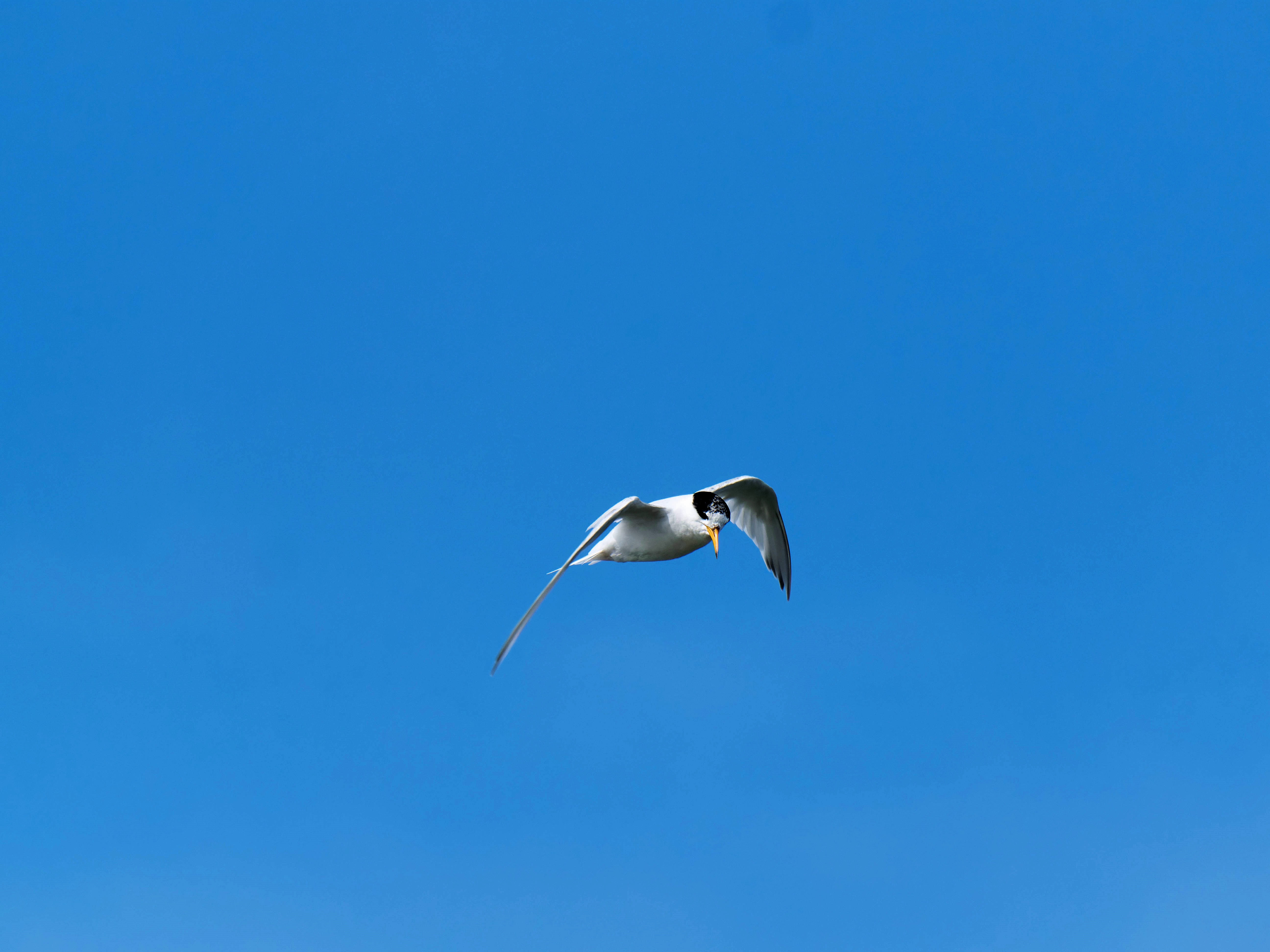 https://lemis.nyc3.digitaloceanspaces.com/grog/Photos/20250917/big/Birding-186.jpeg