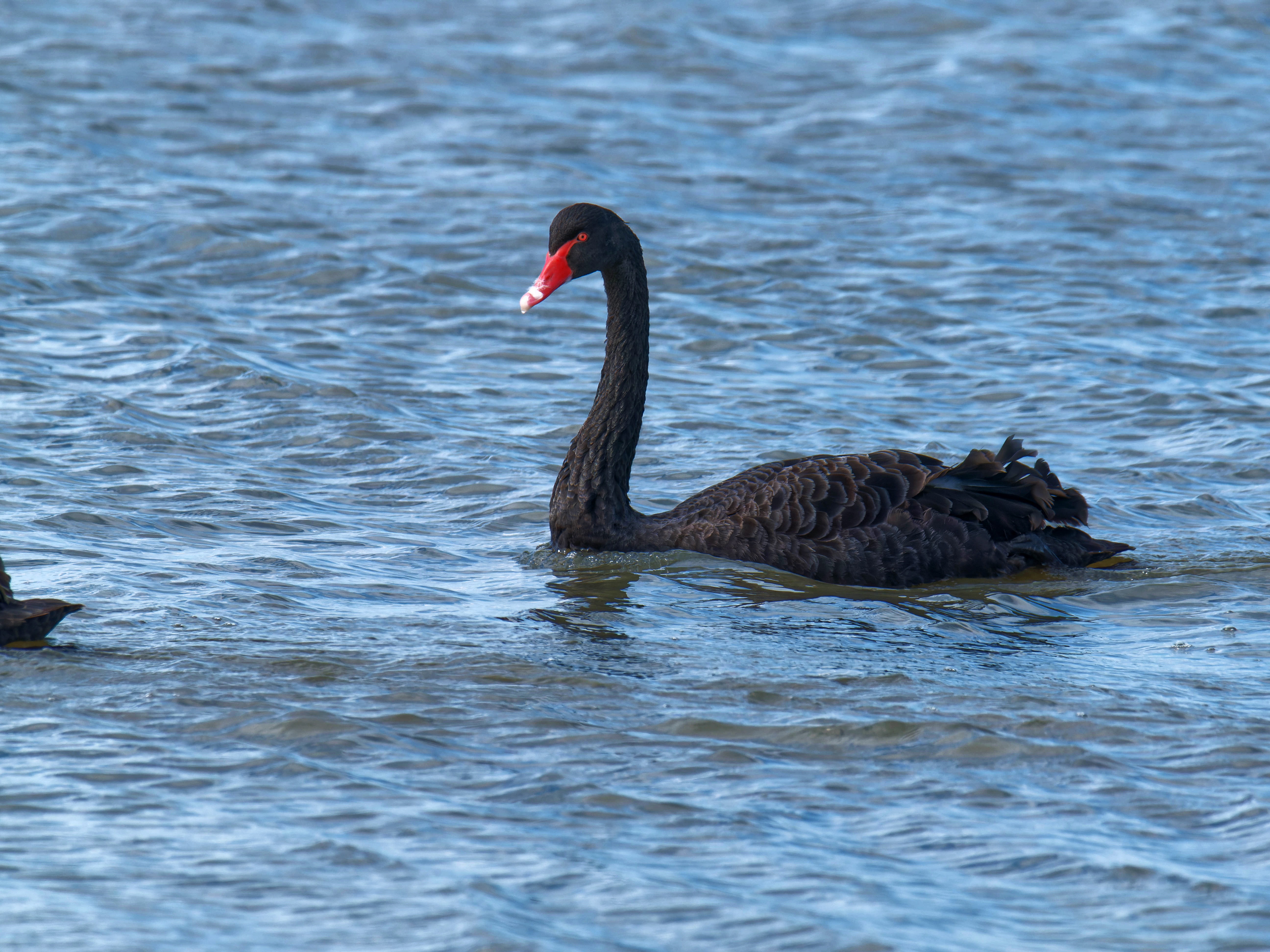 https://lemis.nyc3.digitaloceanspaces.com/grog/Photos/20250917/big/Birding-187.jpeg