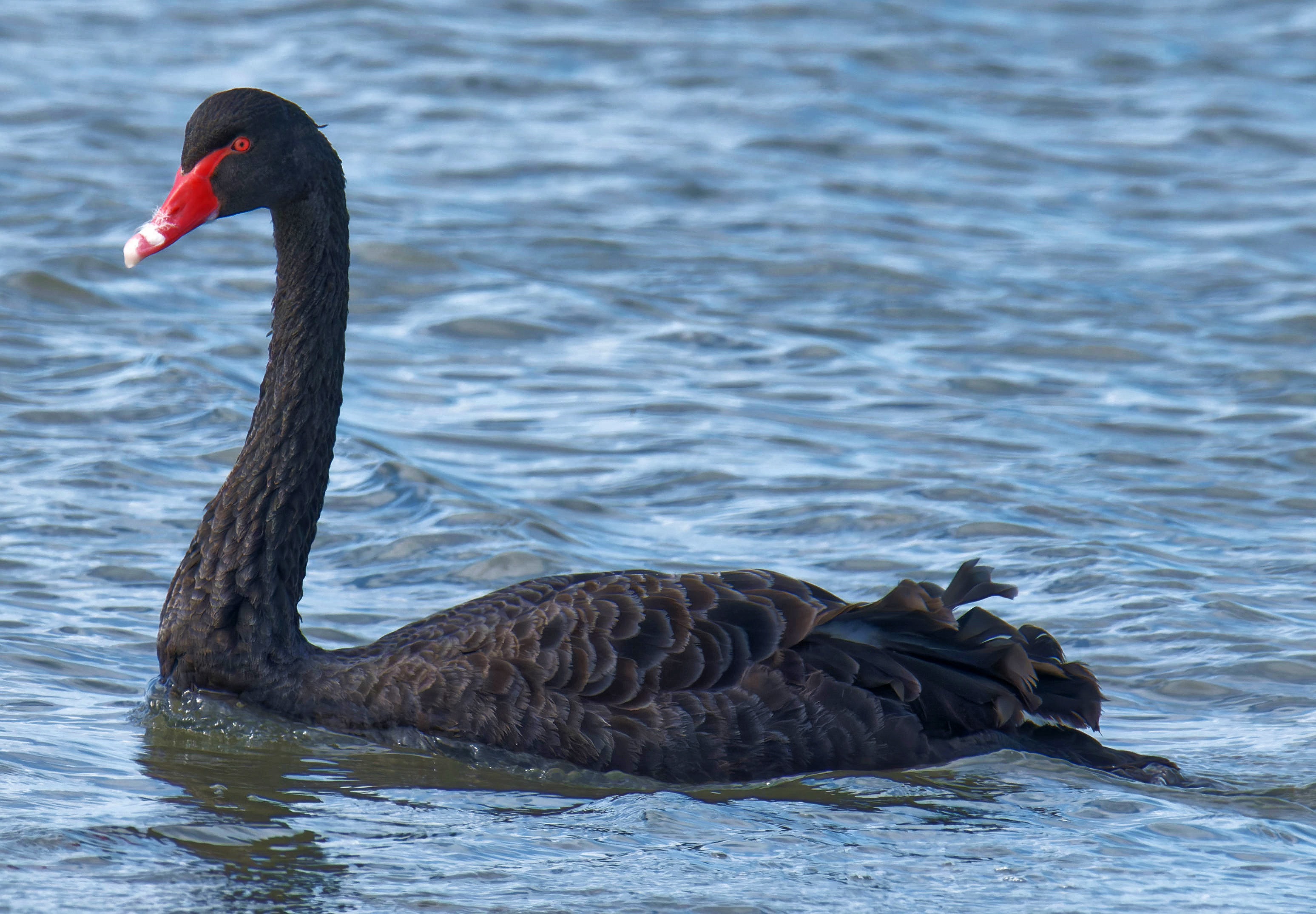 https://lemis.nyc3.digitaloceanspaces.com/grog/Photos/20250917/big/Birding-188-detail.jpeg