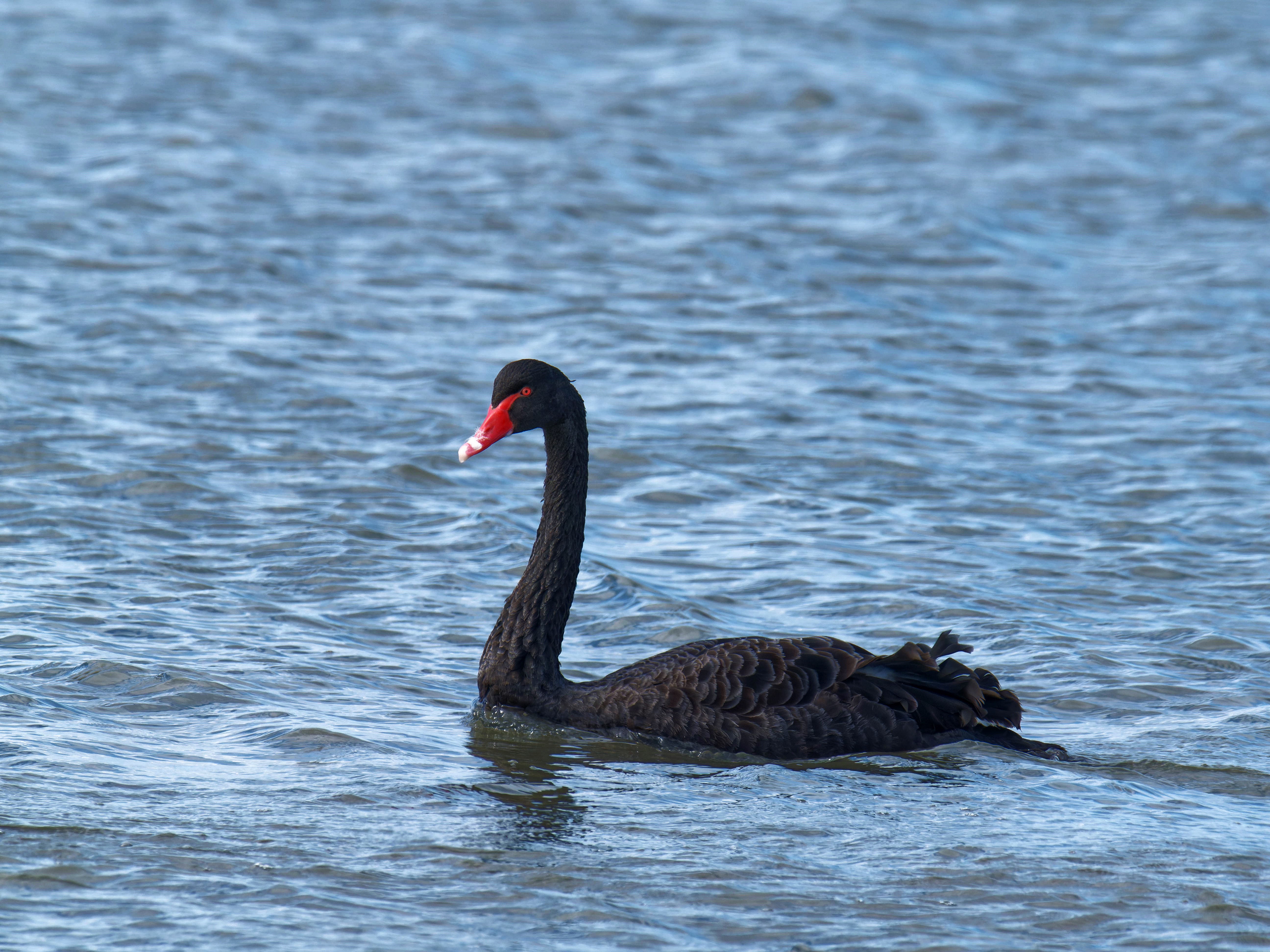 https://lemis.nyc3.digitaloceanspaces.com/grog/Photos/20250917/big/Birding-188.jpeg