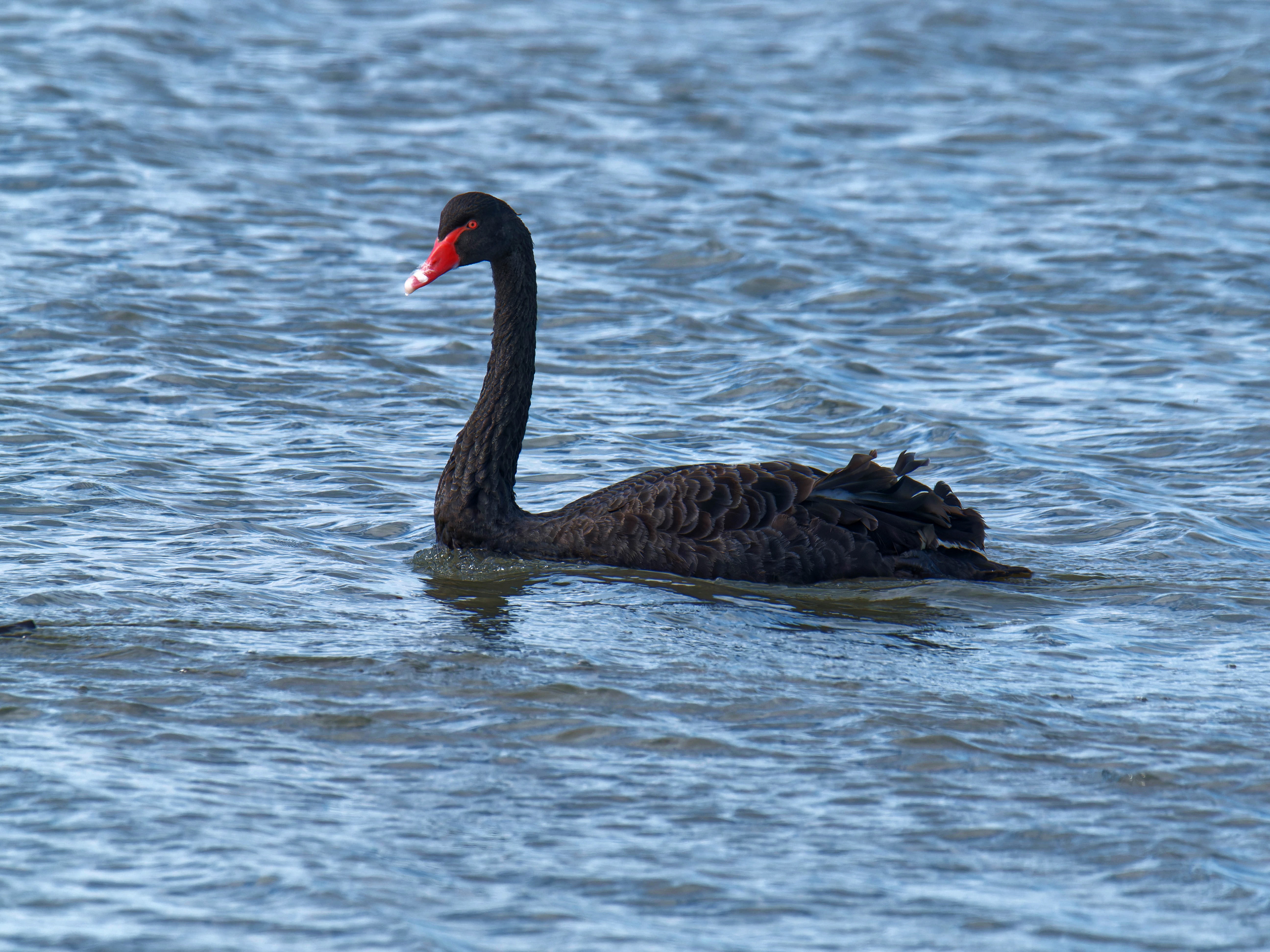 https://lemis.nyc3.digitaloceanspaces.com/grog/Photos/20250917/big/Birding-189.jpeg