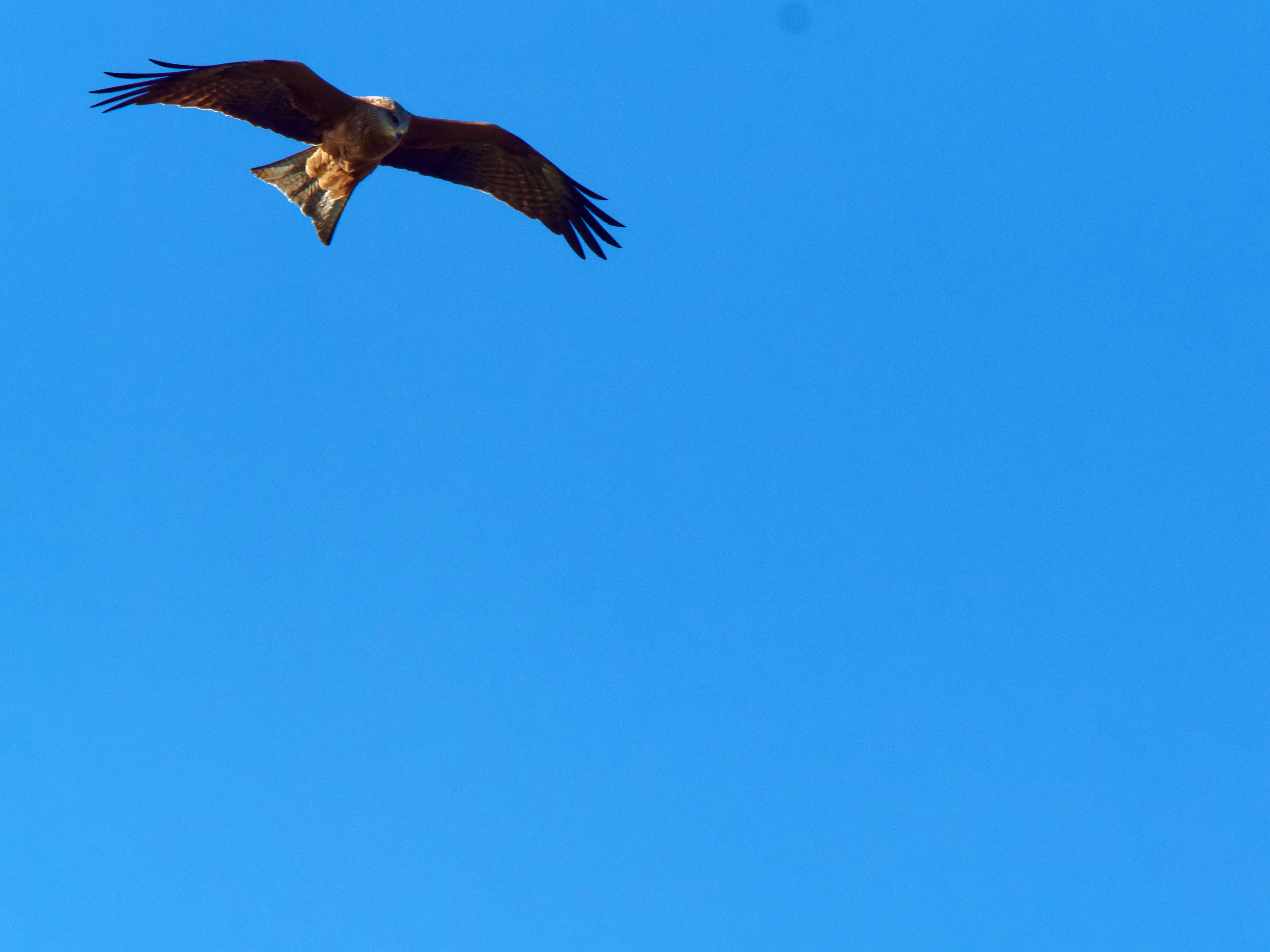 https://lemis.nyc3.digitaloceanspaces.com/grog/Photos/20250917/big/Birding-19.jpeg