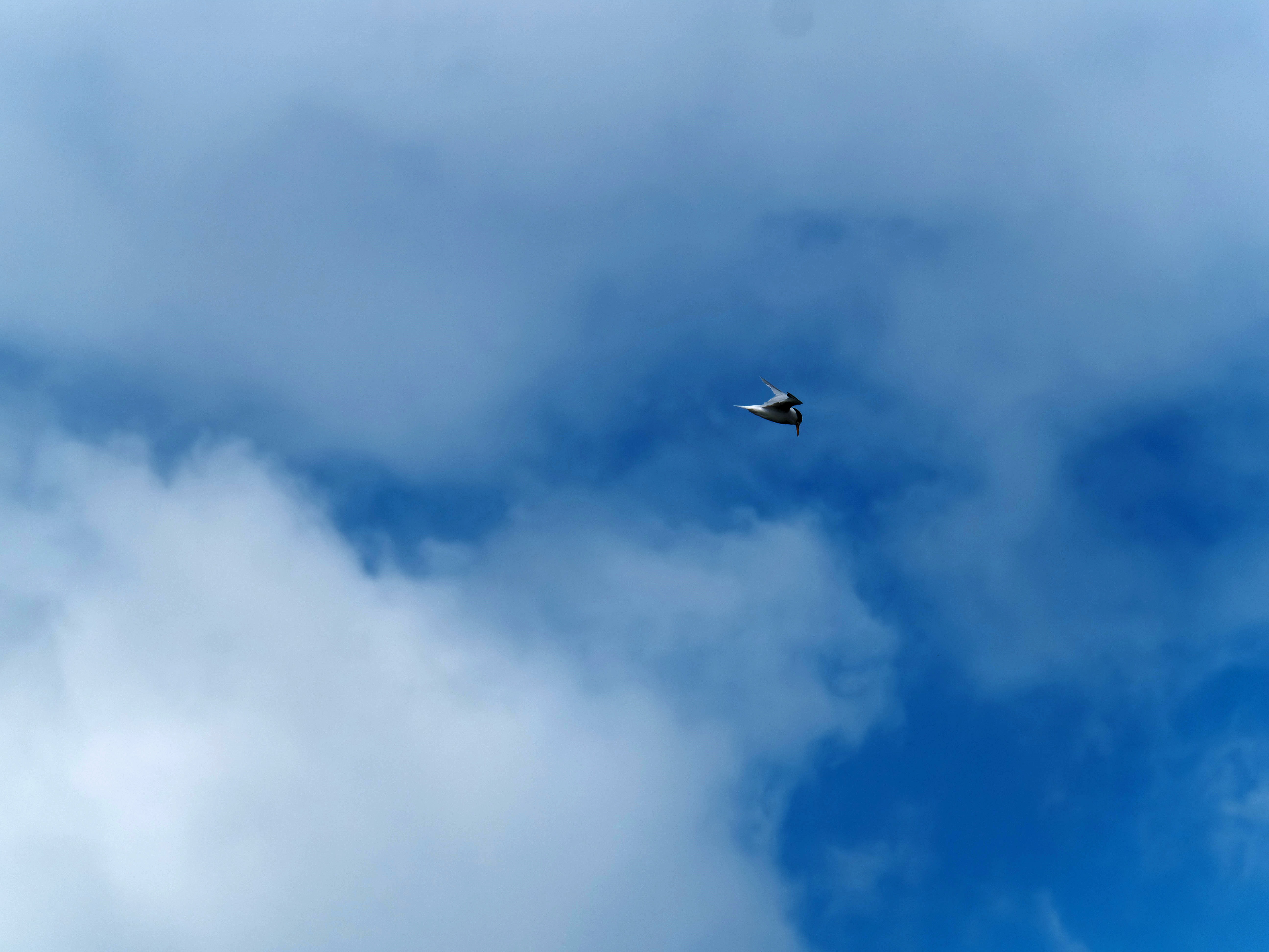https://lemis.nyc3.digitaloceanspaces.com/grog/Photos/20250917/big/Birding-190.jpeg