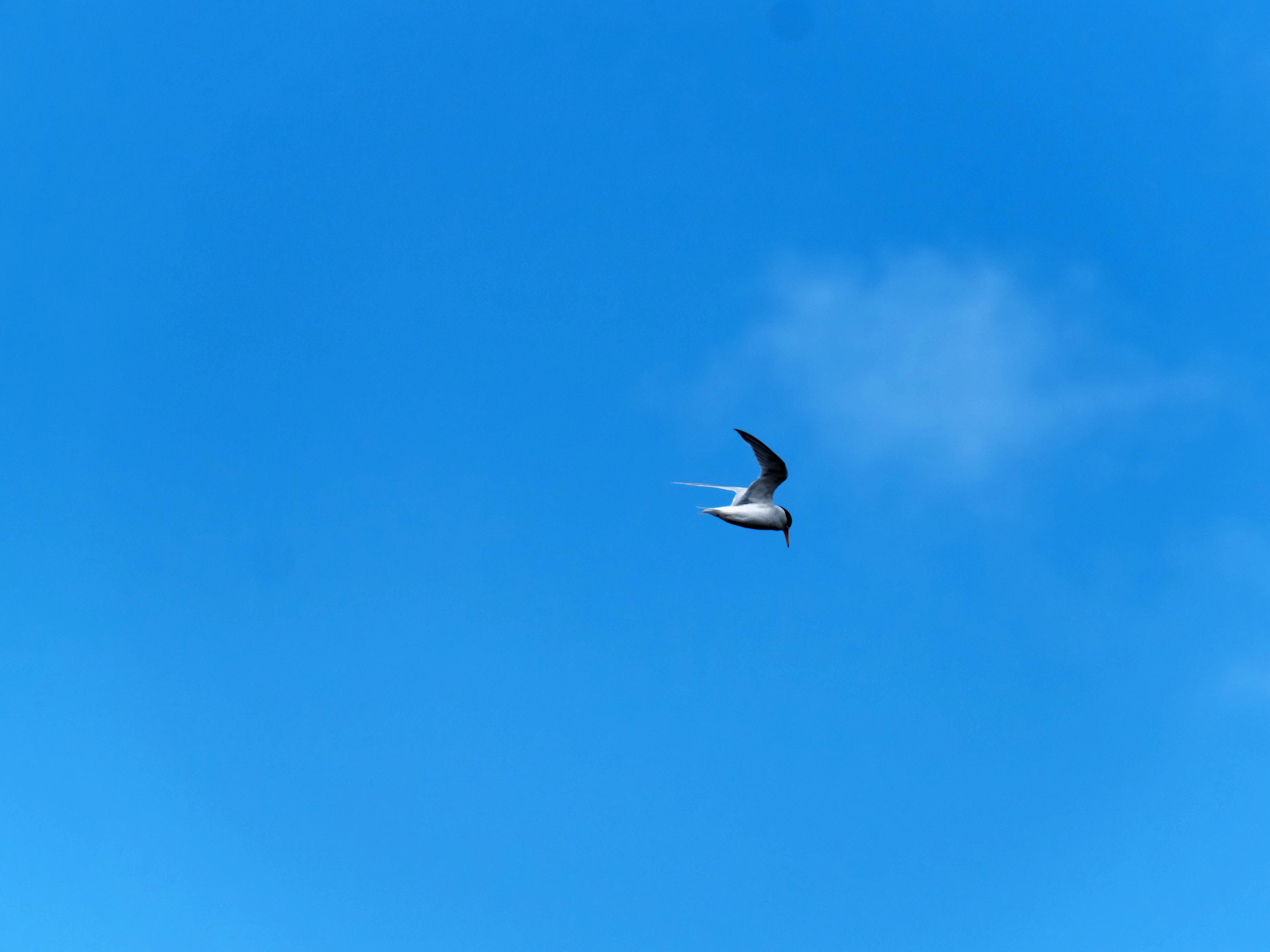 https://lemis.nyc3.digitaloceanspaces.com/grog/Photos/20250917/big/Birding-191.jpeg