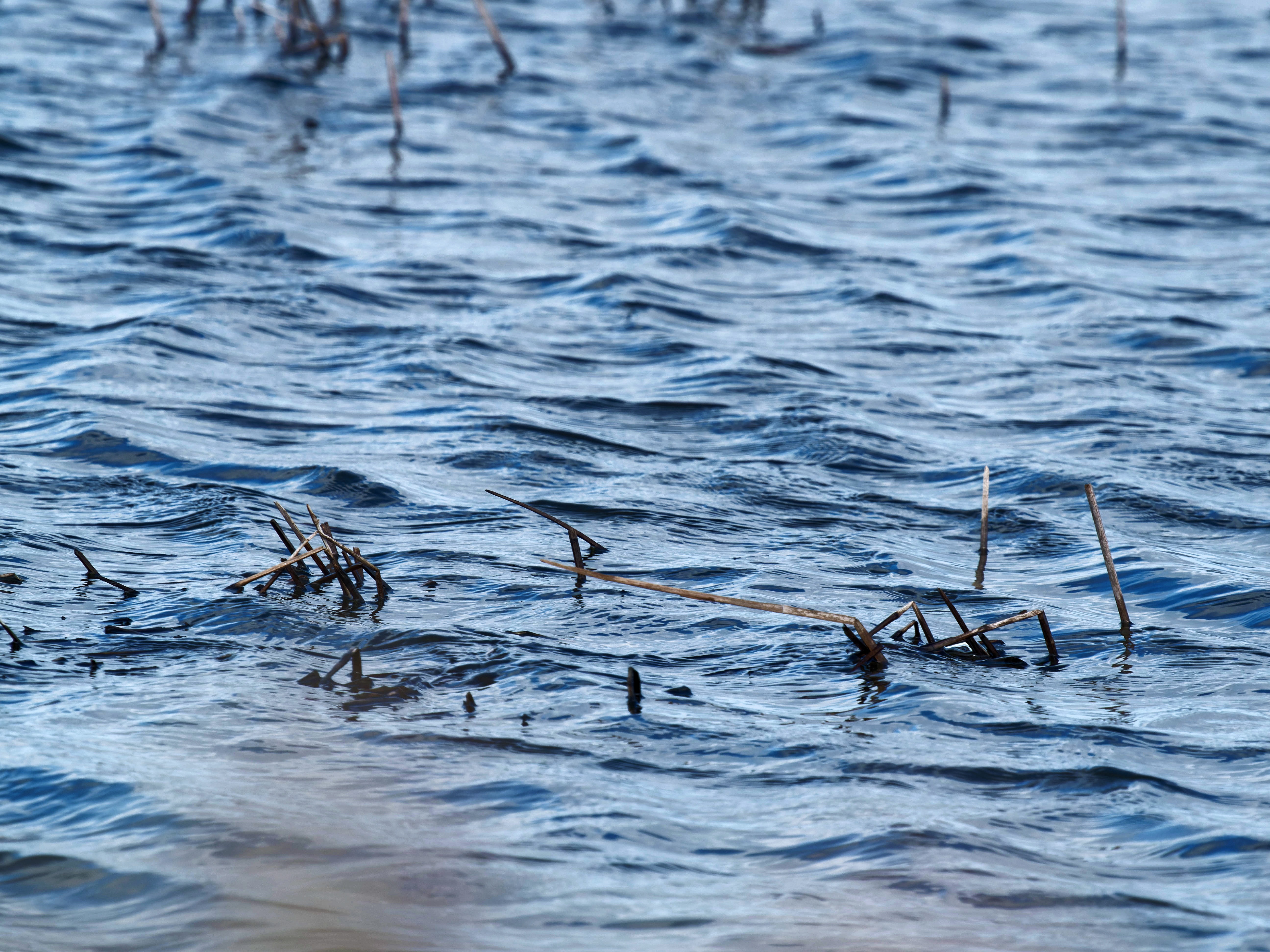 https://lemis.nyc3.digitaloceanspaces.com/grog/Photos/20250917/big/Birding-193.jpeg
