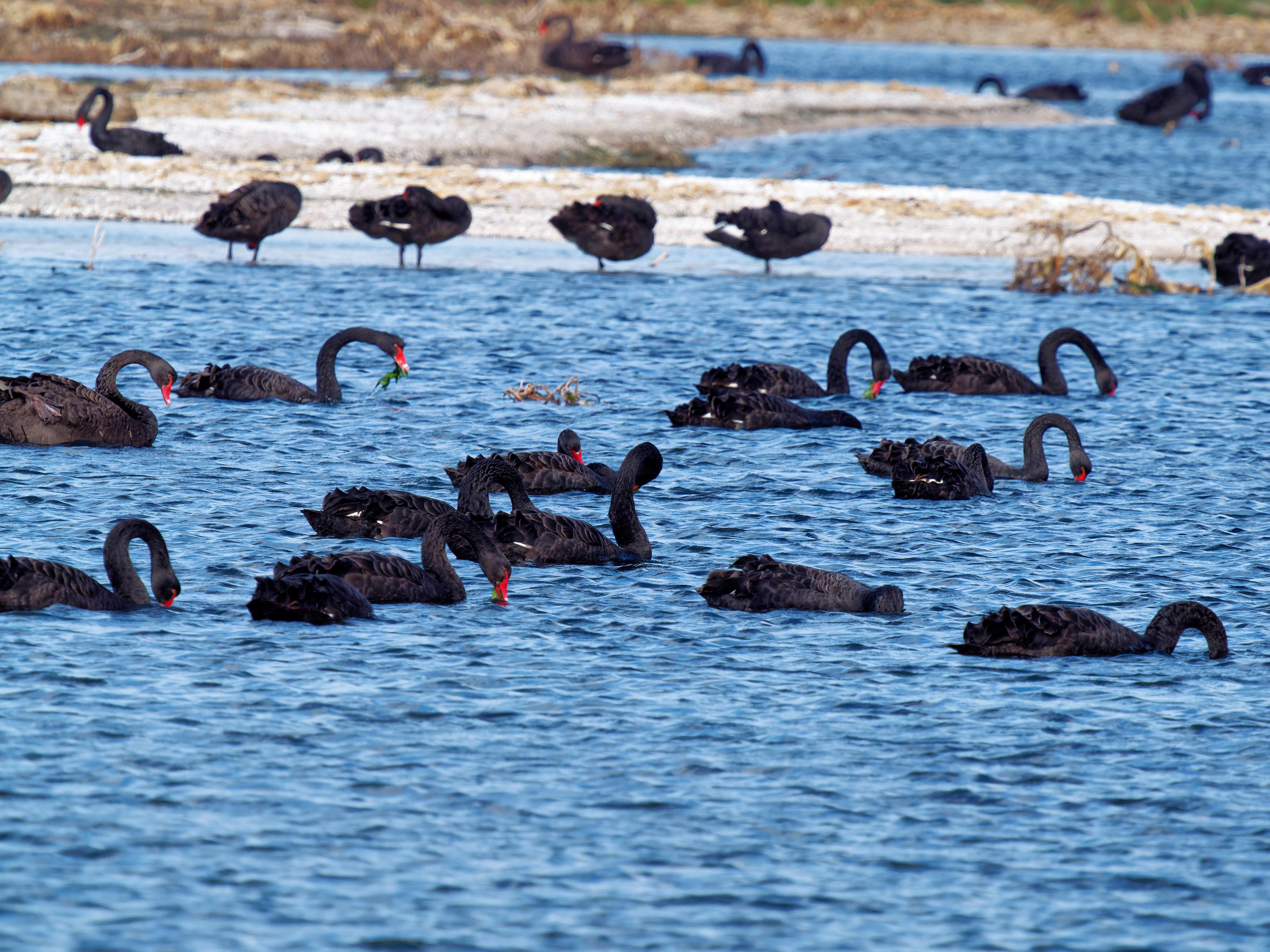 https://lemis.nyc3.digitaloceanspaces.com/grog/Photos/20250917/big/Birding-194.jpeg