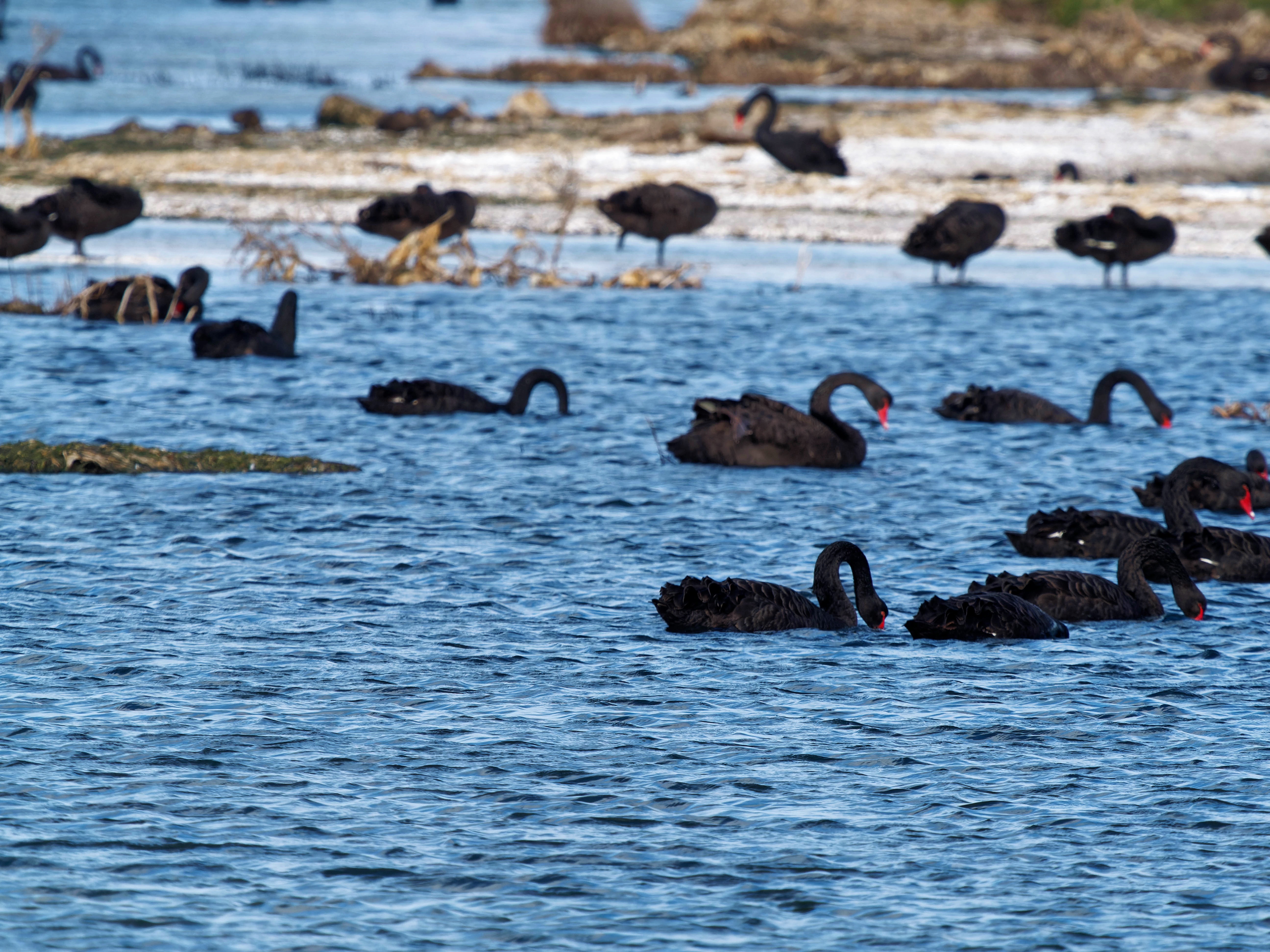 https://lemis.nyc3.digitaloceanspaces.com/grog/Photos/20250917/big/Birding-195.jpeg
