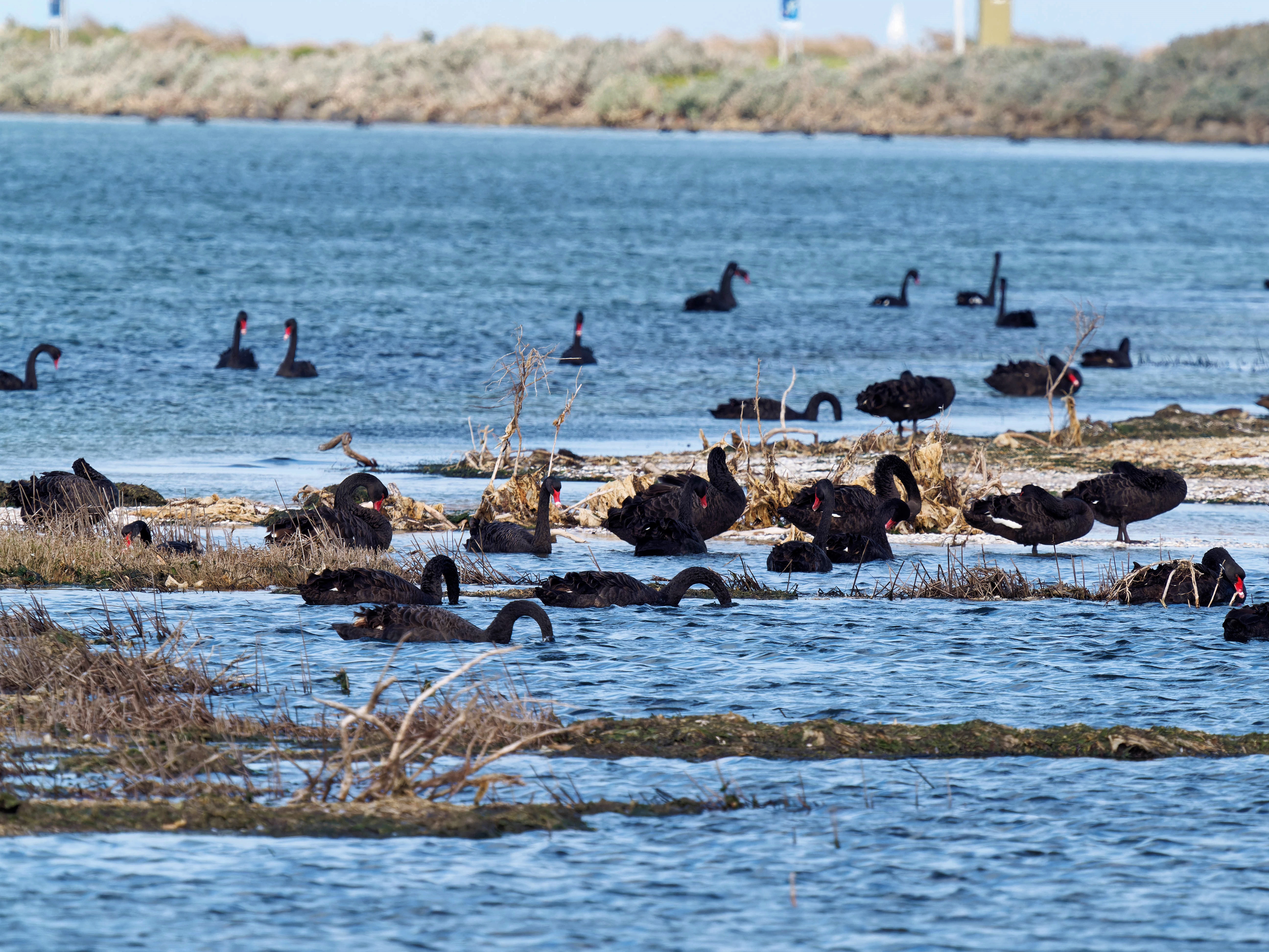 https://lemis.nyc3.digitaloceanspaces.com/grog/Photos/20250917/big/Birding-196.jpeg