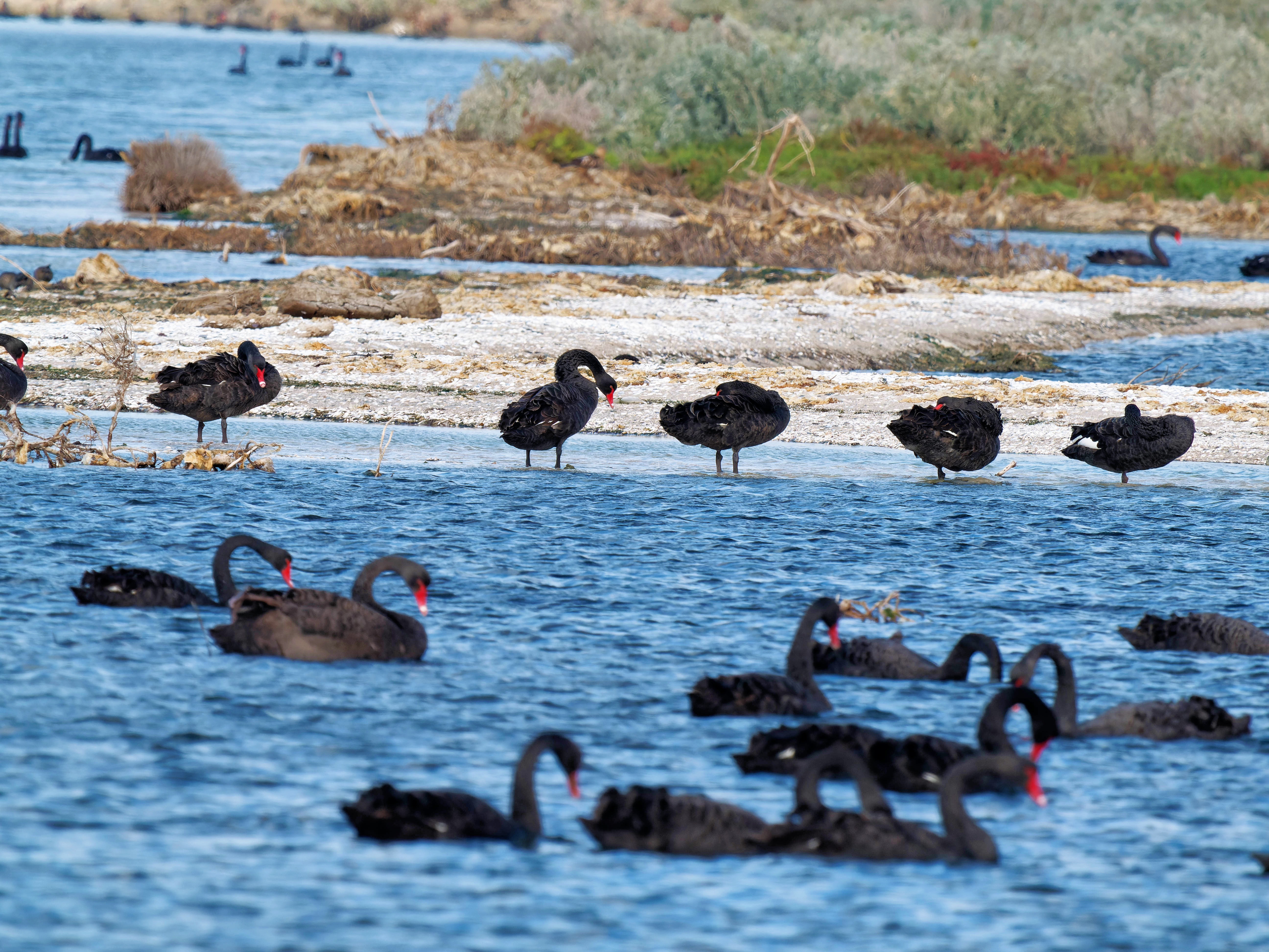 https://lemis.nyc3.digitaloceanspaces.com/grog/Photos/20250917/big/Birding-197.jpeg