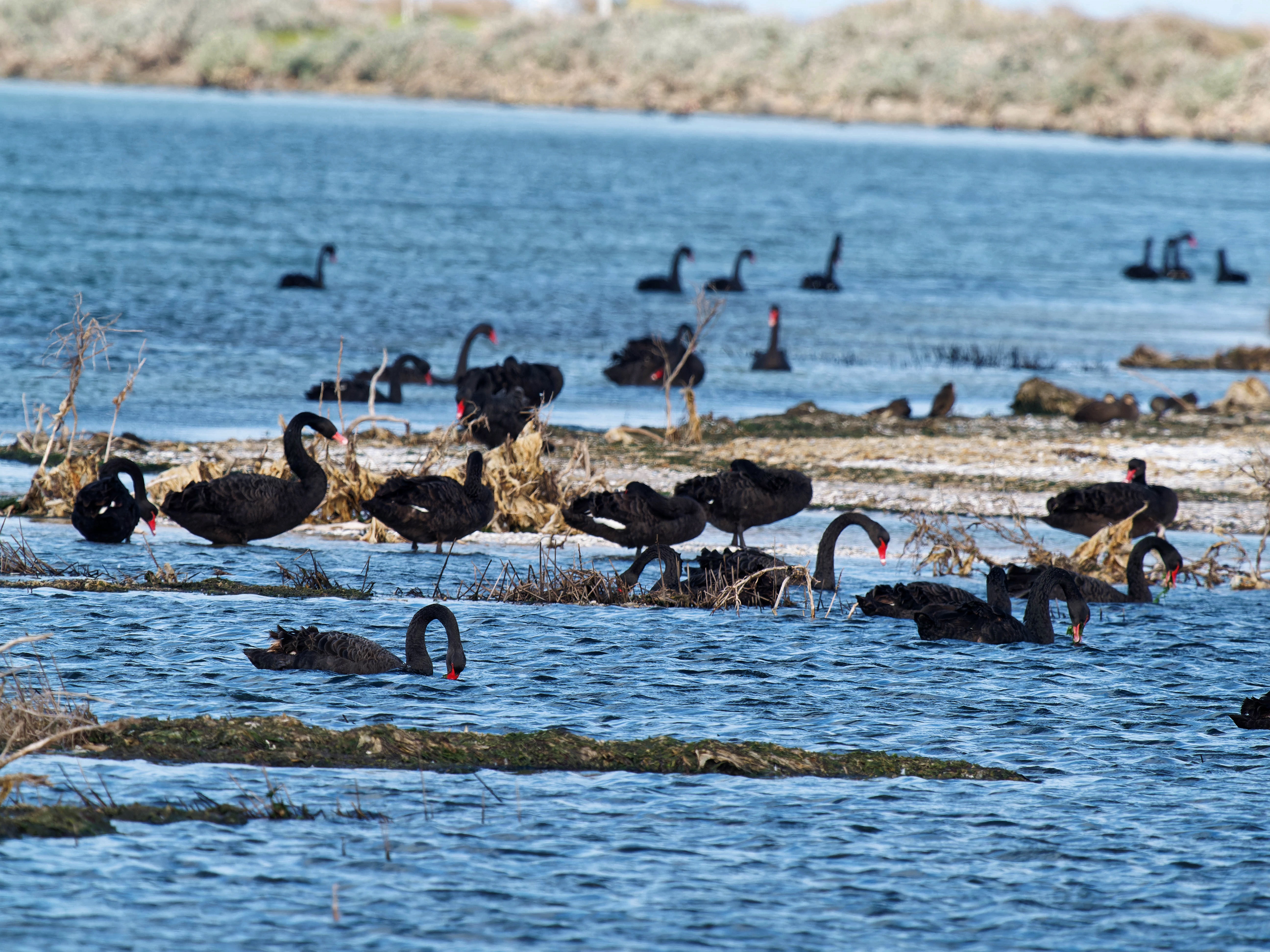 https://lemis.nyc3.digitaloceanspaces.com/grog/Photos/20250917/big/Birding-198.jpeg