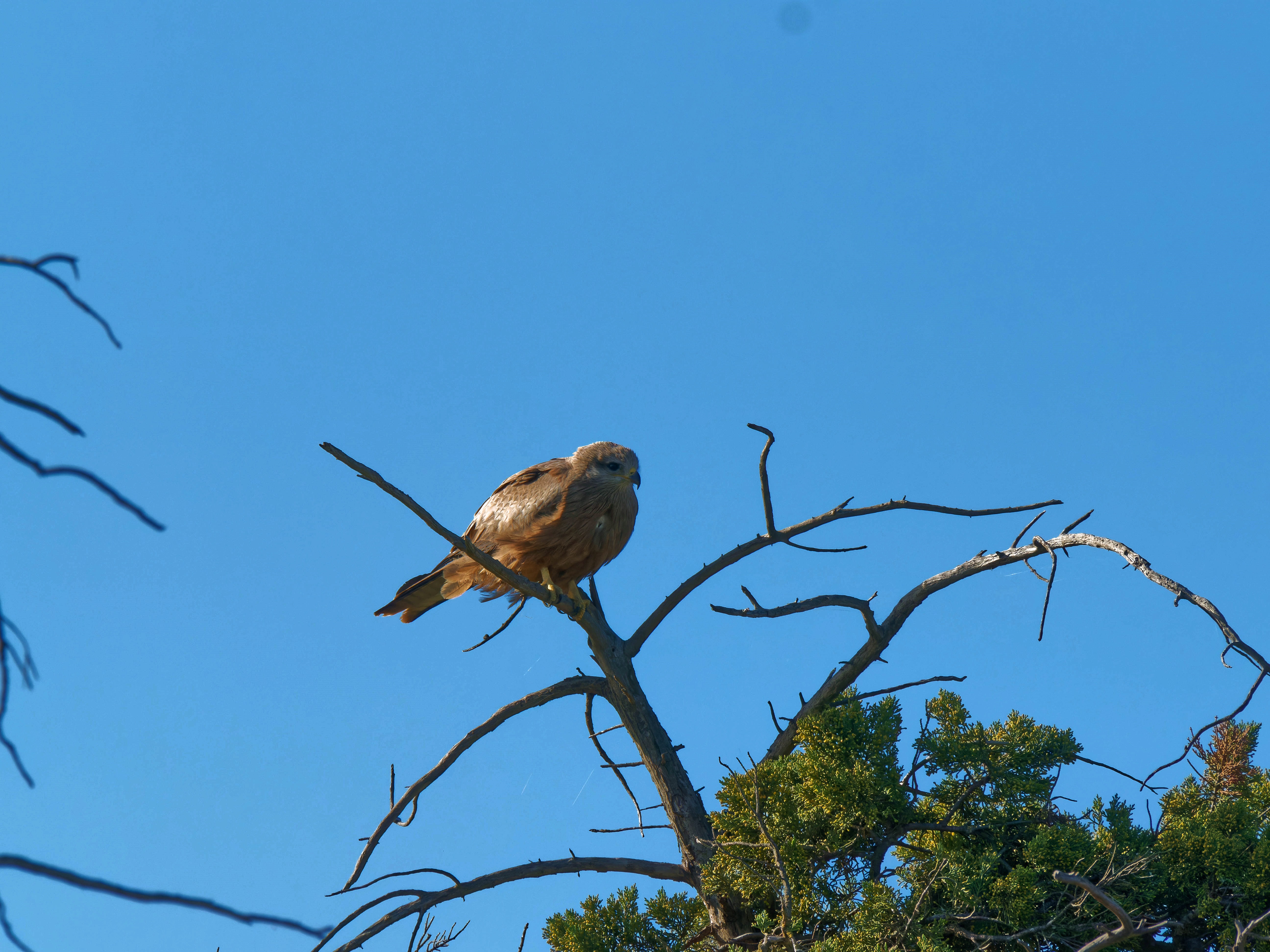 https://lemis.nyc3.digitaloceanspaces.com/grog/Photos/20250917/big/Birding-2.jpeg