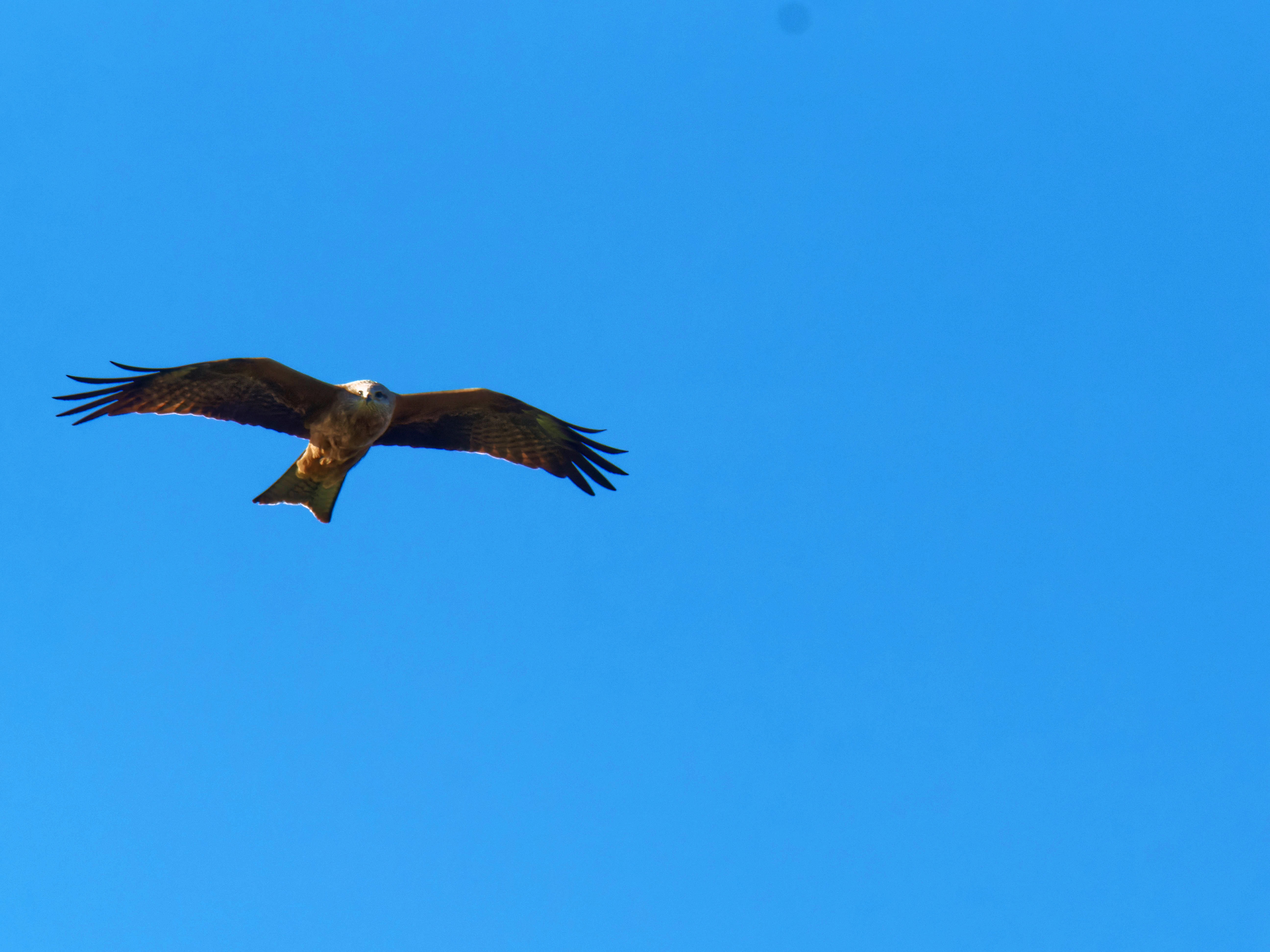 https://lemis.nyc3.digitaloceanspaces.com/grog/Photos/20250917/big/Birding-20.jpeg