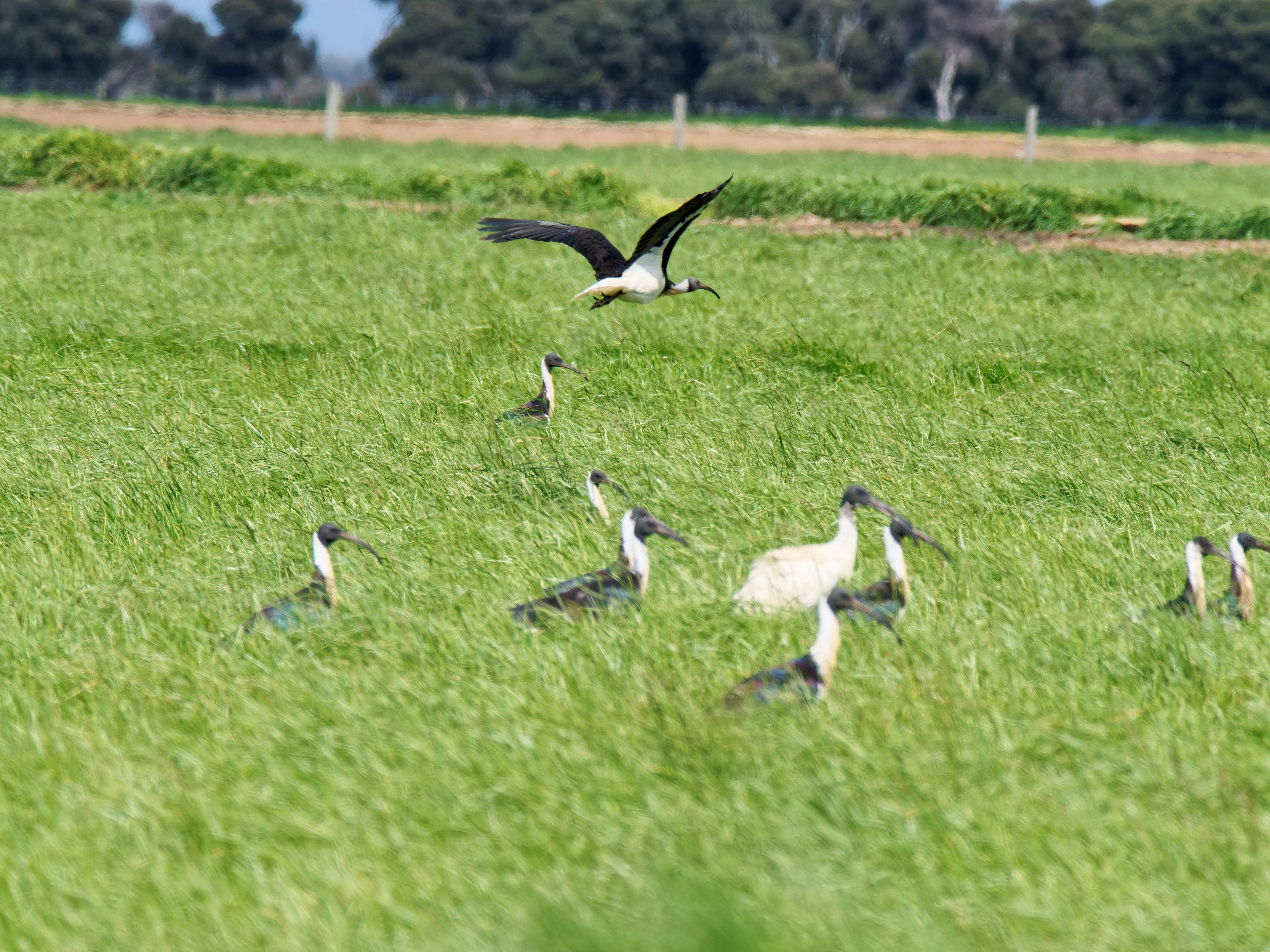 https://lemis.nyc3.digitaloceanspaces.com/grog/Photos/20250917/big/Birding-201.jpeg