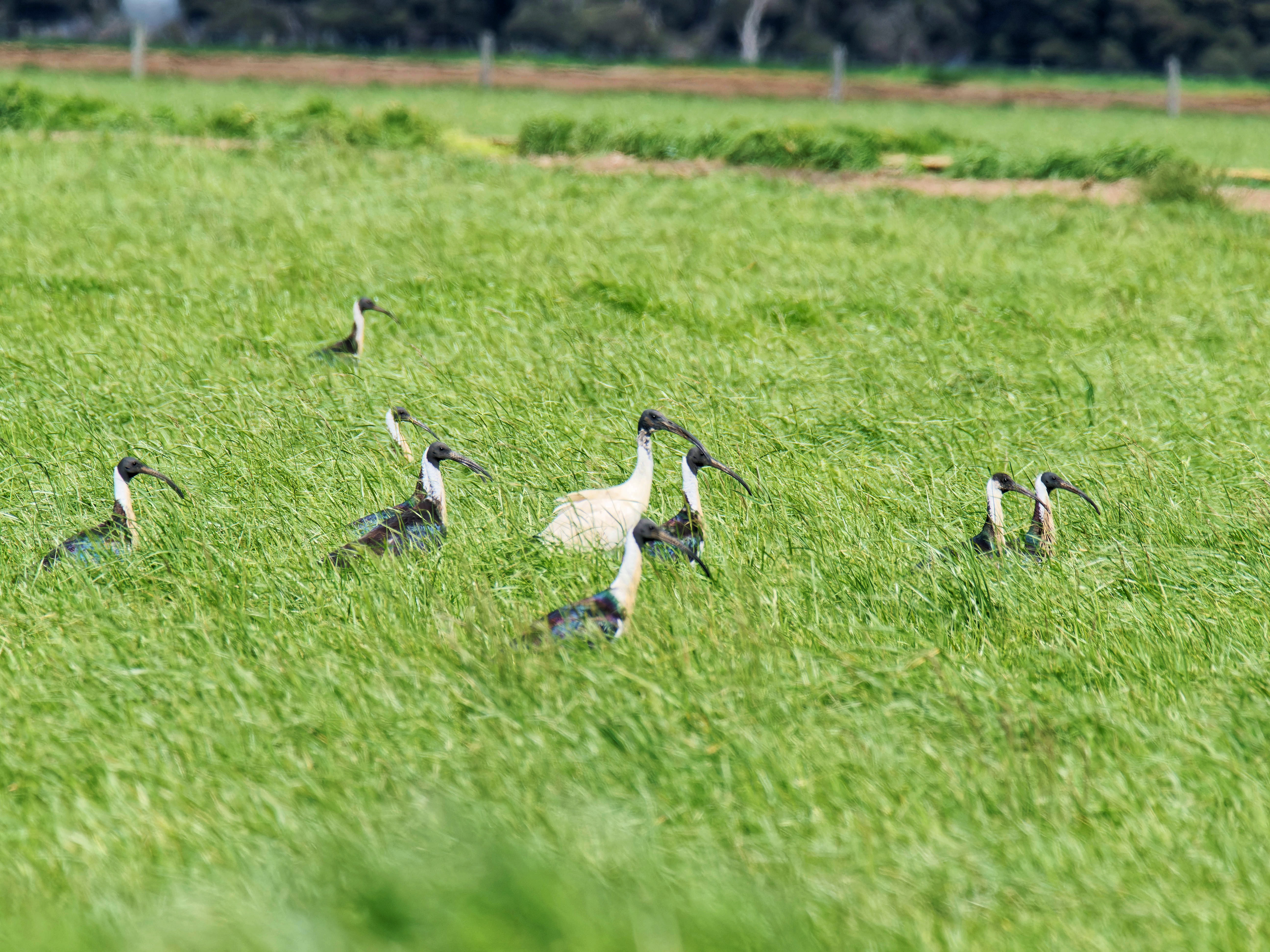 https://lemis.nyc3.digitaloceanspaces.com/grog/Photos/20250917/big/Birding-202.jpeg
