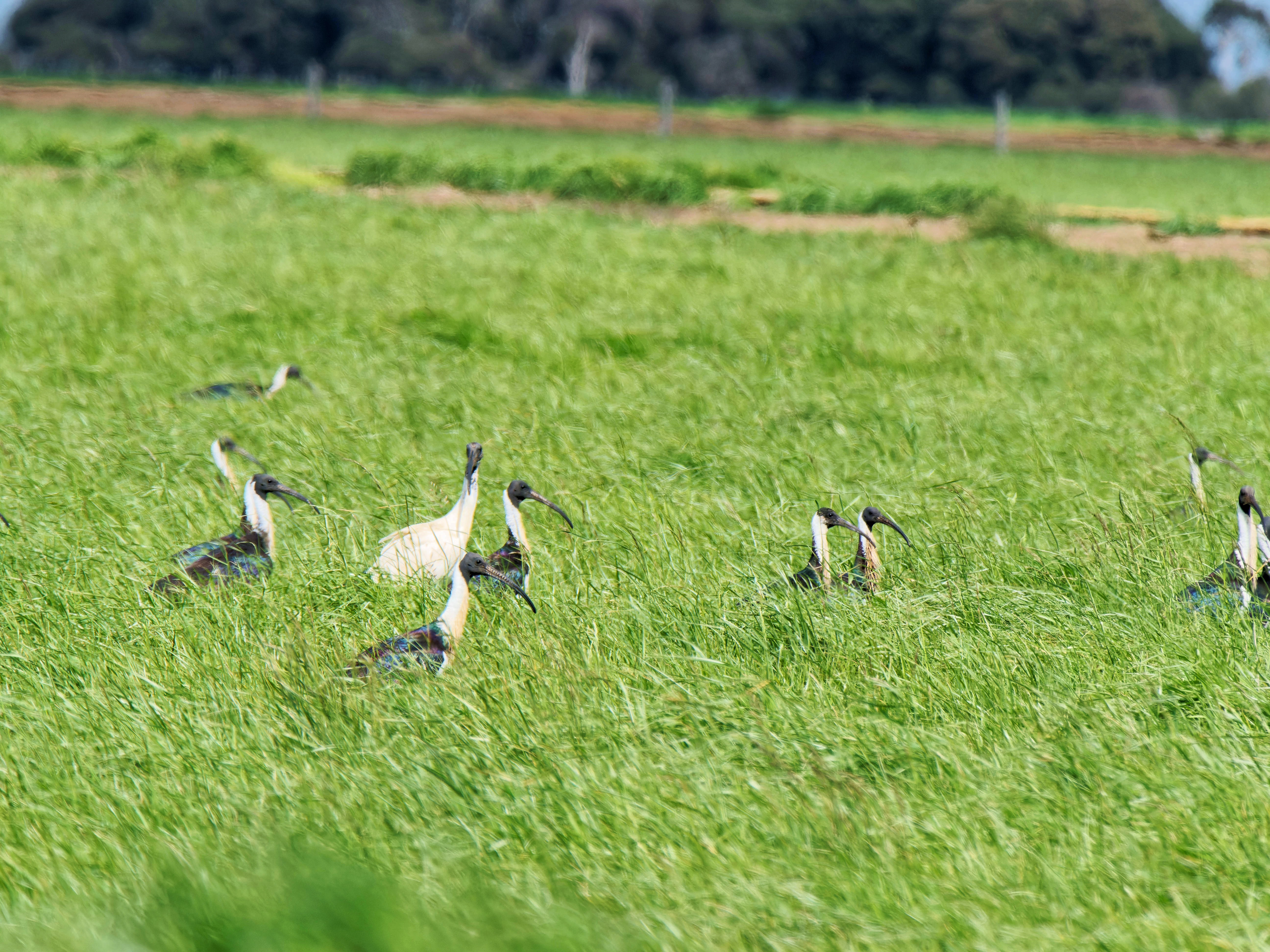 https://lemis.nyc3.digitaloceanspaces.com/grog/Photos/20250917/big/Birding-203.jpeg