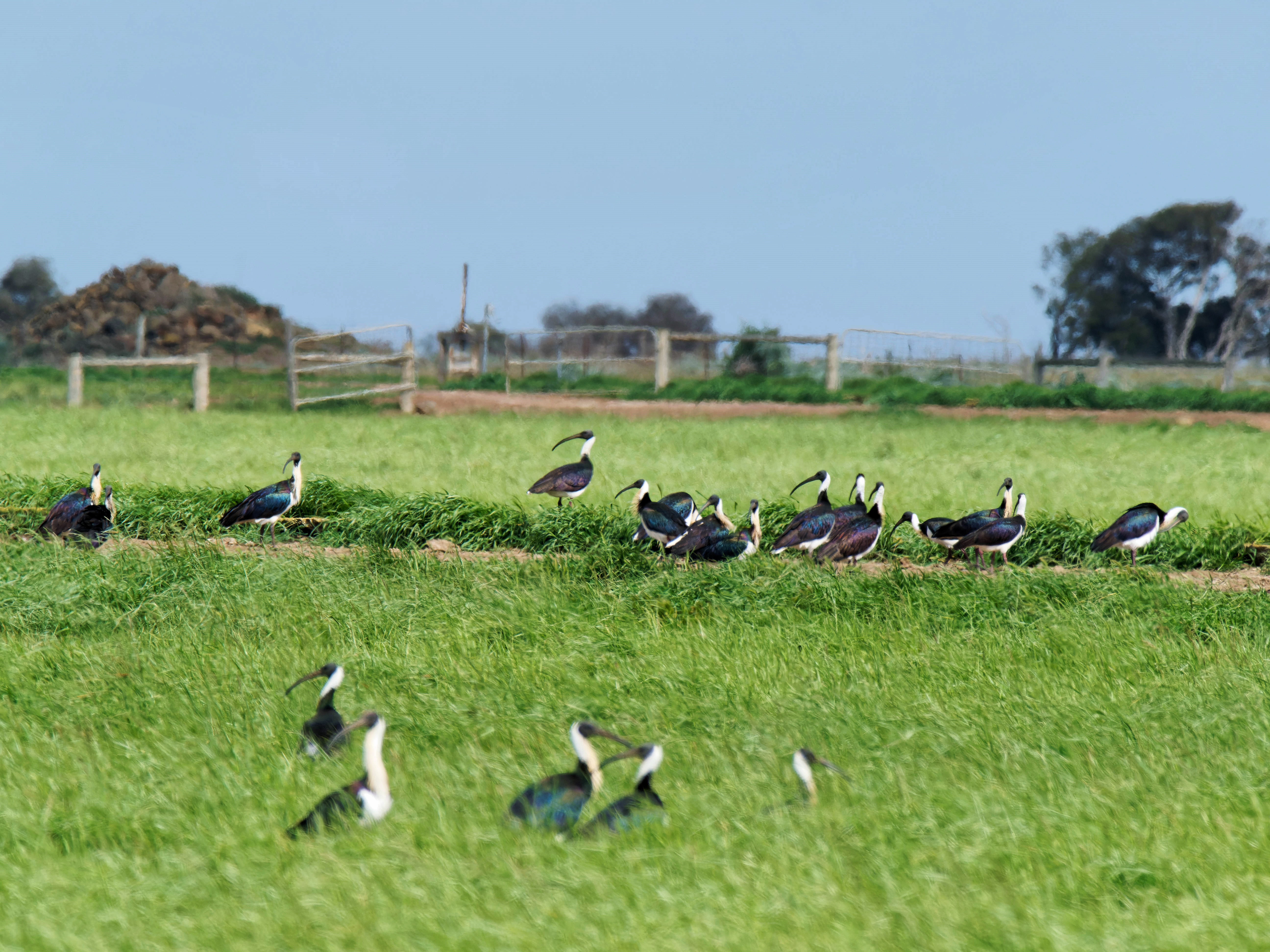 https://lemis.nyc3.digitaloceanspaces.com/grog/Photos/20250917/big/Birding-207.jpeg