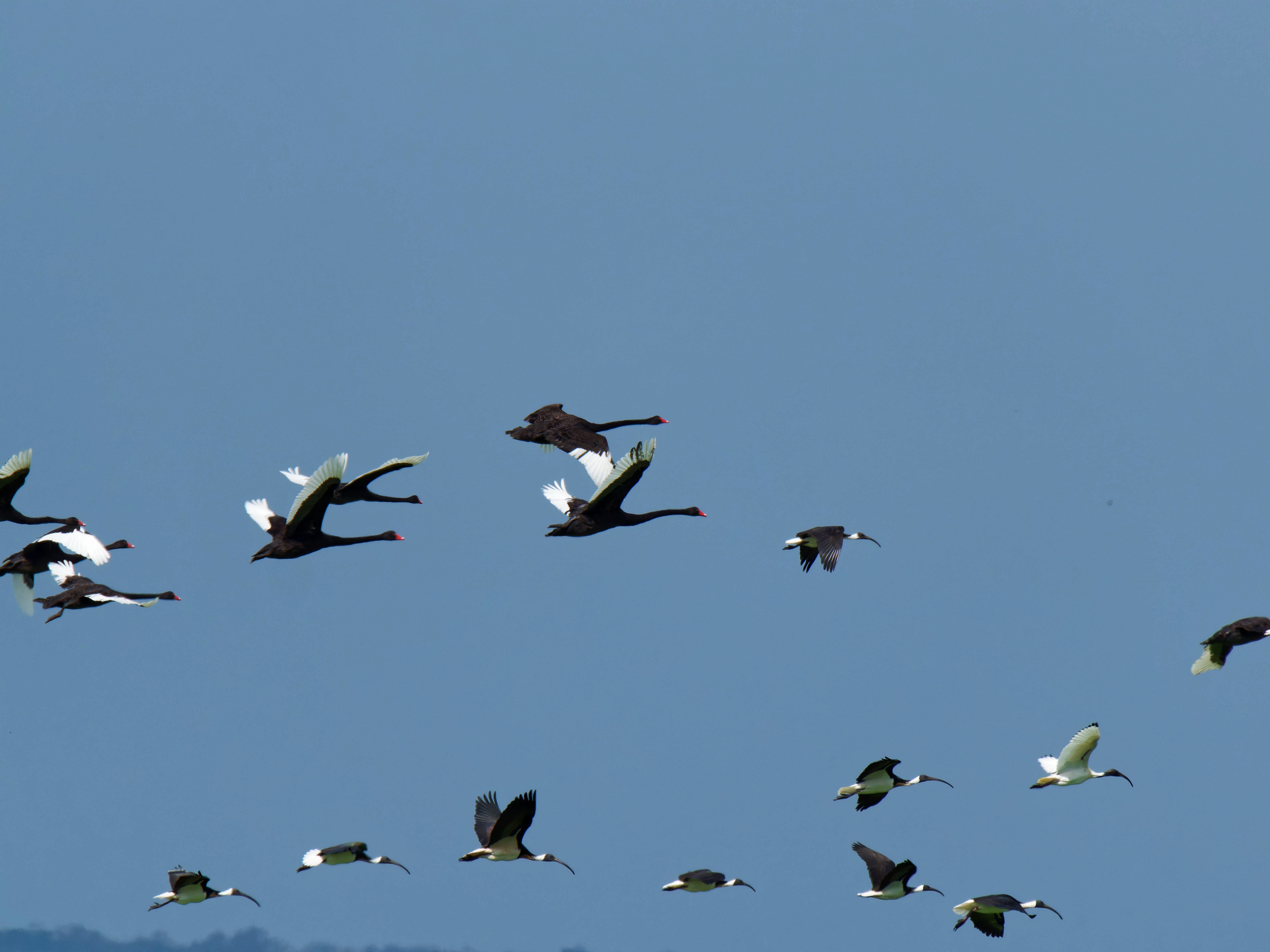 https://lemis.nyc3.digitaloceanspaces.com/grog/Photos/20250917/big/Birding-208.jpeg