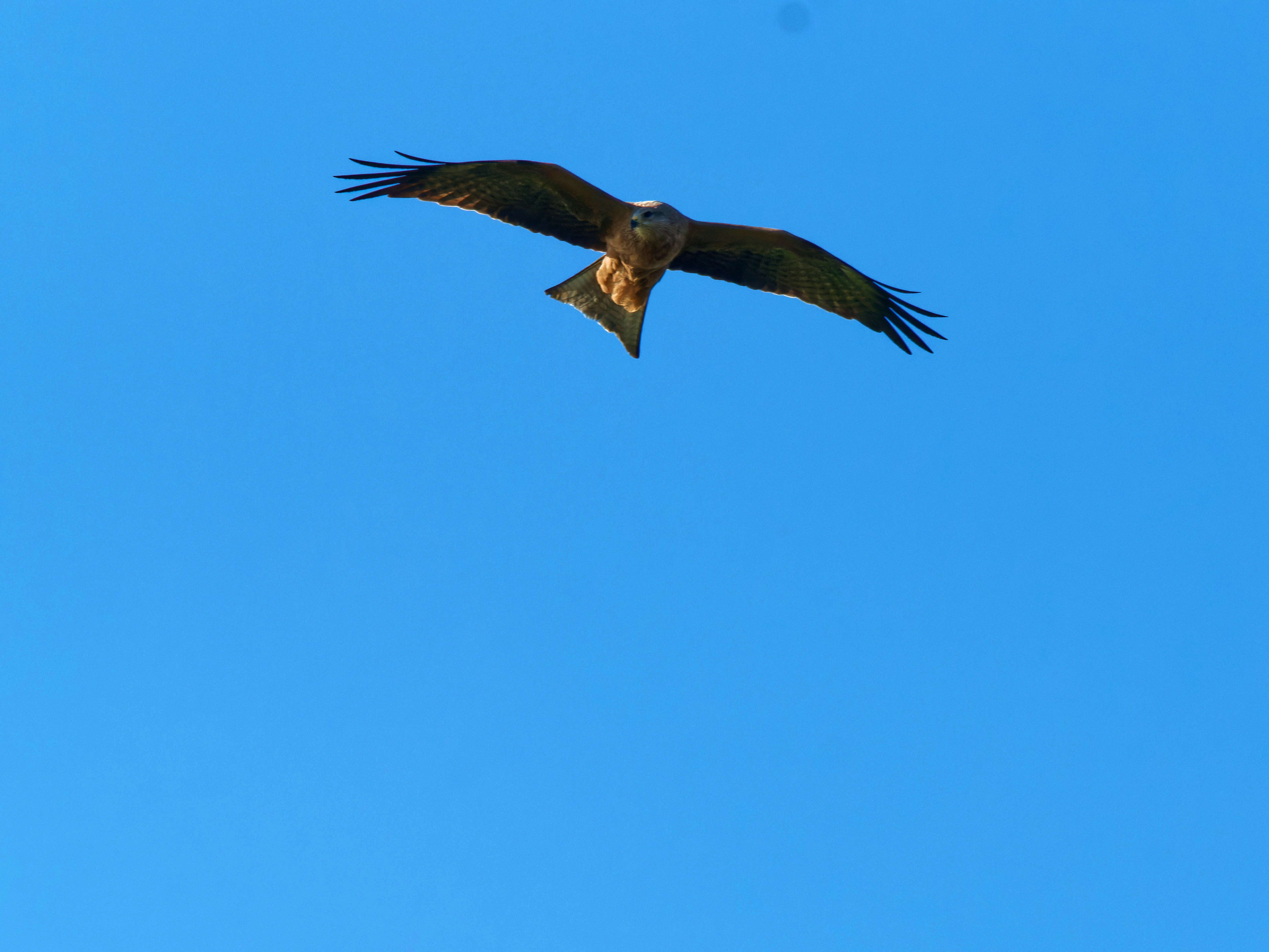 https://lemis.nyc3.digitaloceanspaces.com/grog/Photos/20250917/big/Birding-21.jpeg