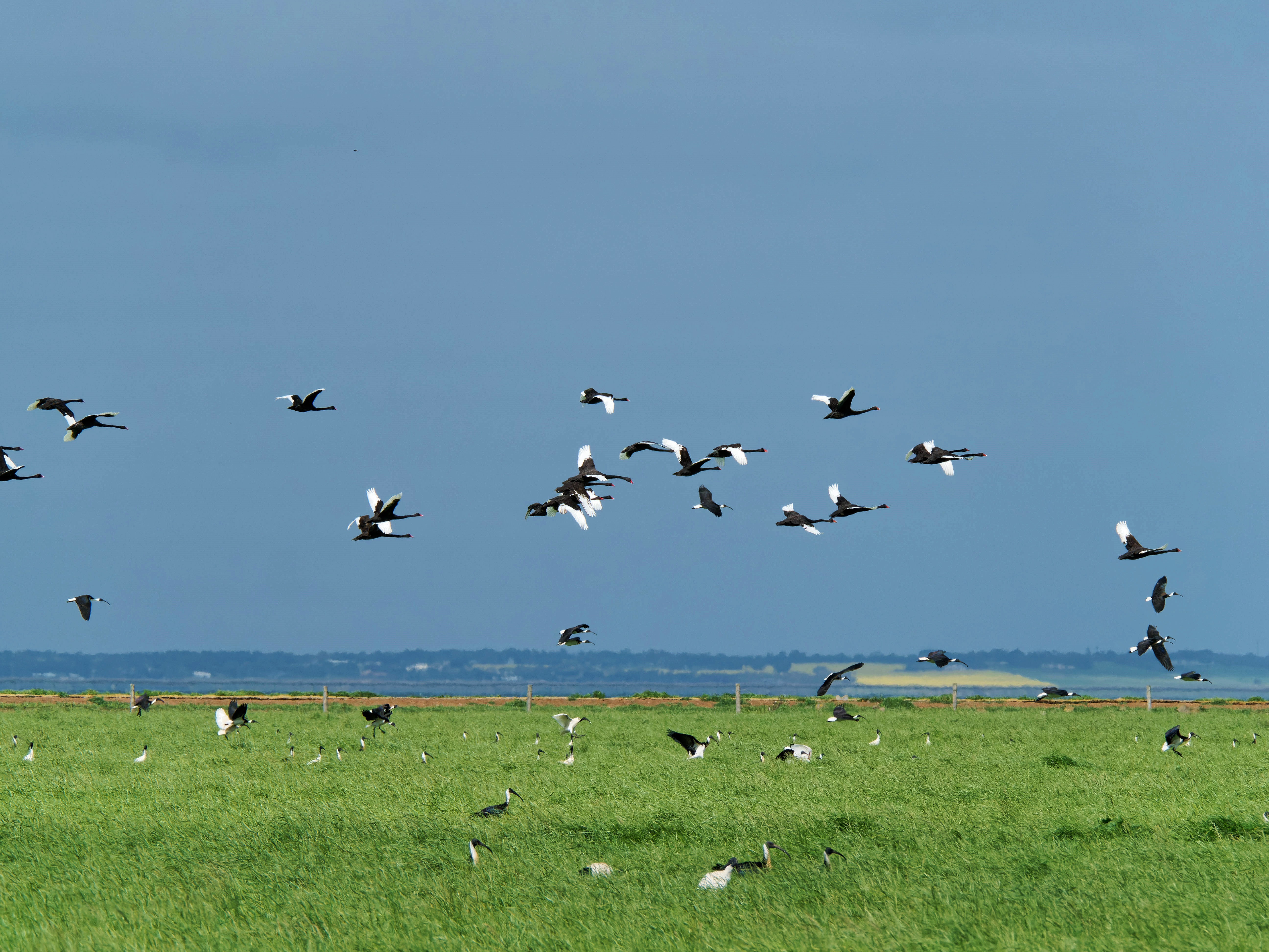 https://lemis.nyc3.digitaloceanspaces.com/grog/Photos/20250917/big/Birding-210.jpeg