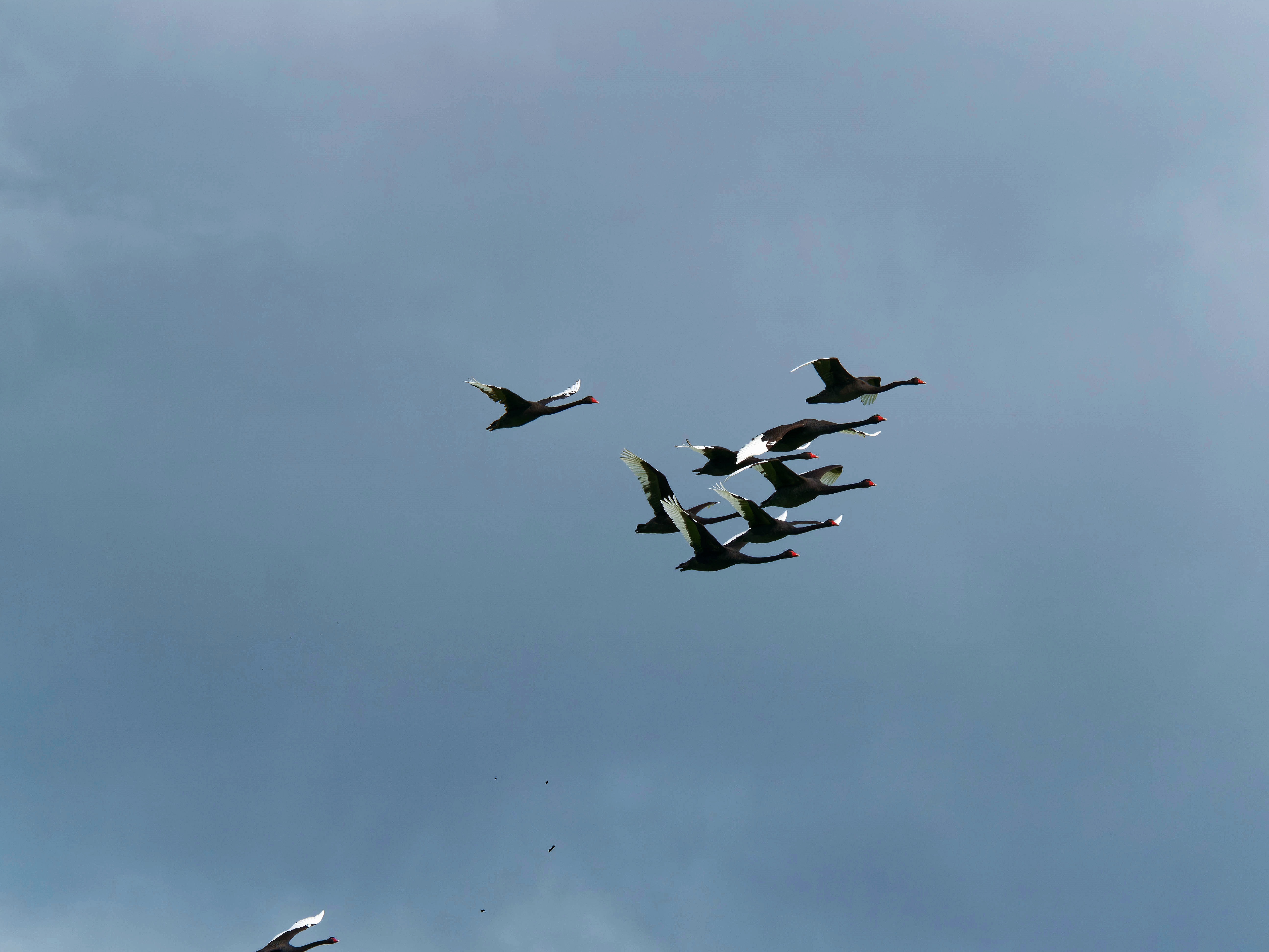 https://lemis.nyc3.digitaloceanspaces.com/grog/Photos/20250917/big/Birding-215.jpeg