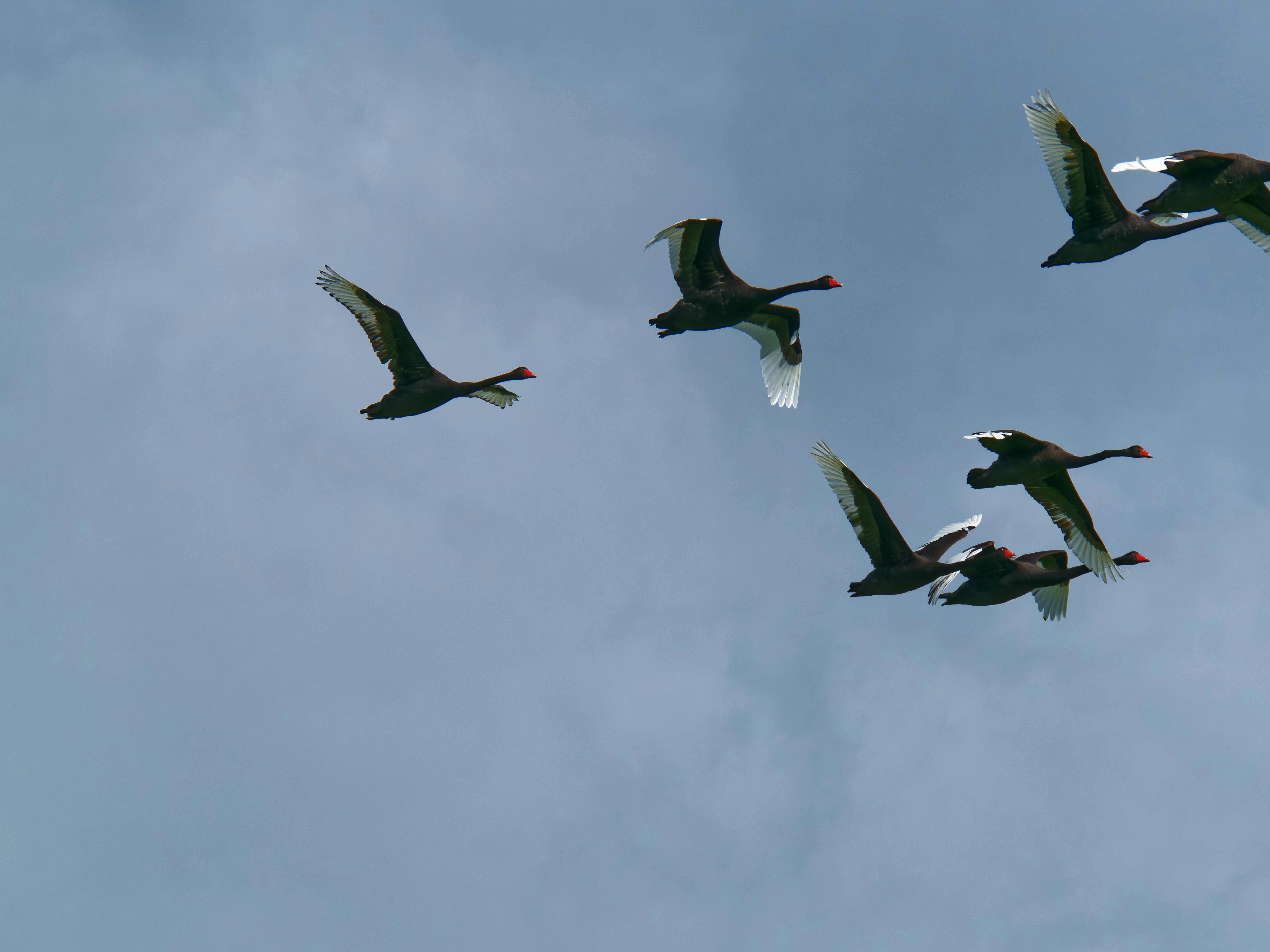 https://lemis.nyc3.digitaloceanspaces.com/grog/Photos/20250917/big/Birding-216.jpeg