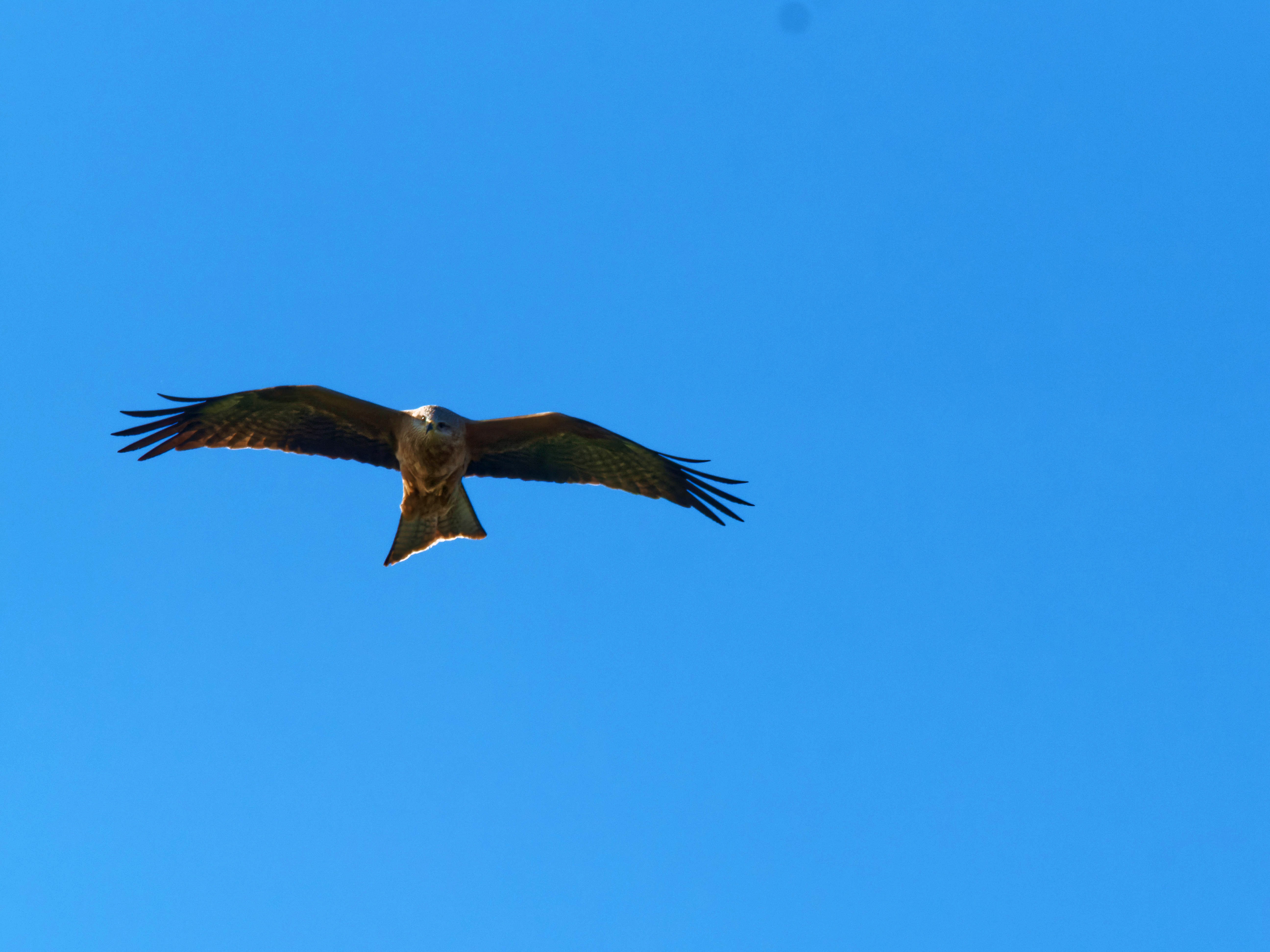 https://lemis.nyc3.digitaloceanspaces.com/grog/Photos/20250917/big/Birding-22.jpeg